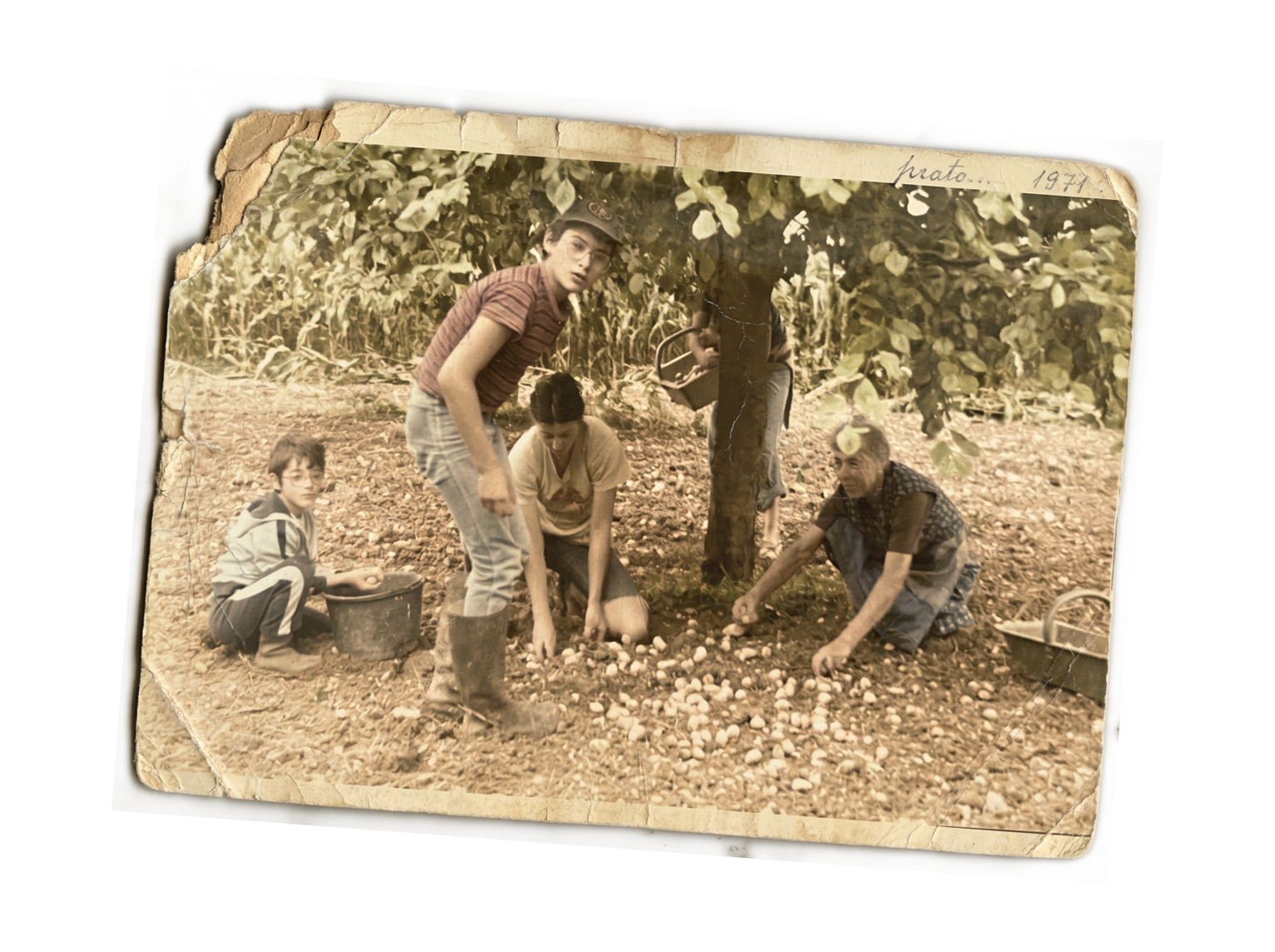 A sepia-toned vintage photograph from 1971 shows five people outdoors picking stones from the ground near a tree, with two children, two women, and a boy, in casual clothing.