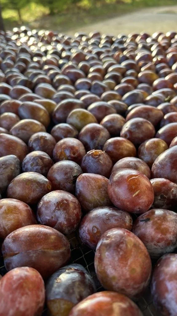 Numerous fresh plums spread out outdoors on a surface with a blurred background of green trees and sky.