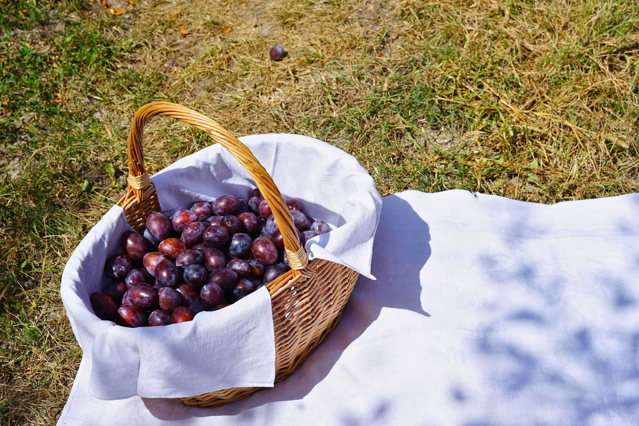 A basket of freshly picked dark purple grapes sitting on a white cloth on grassy ground.