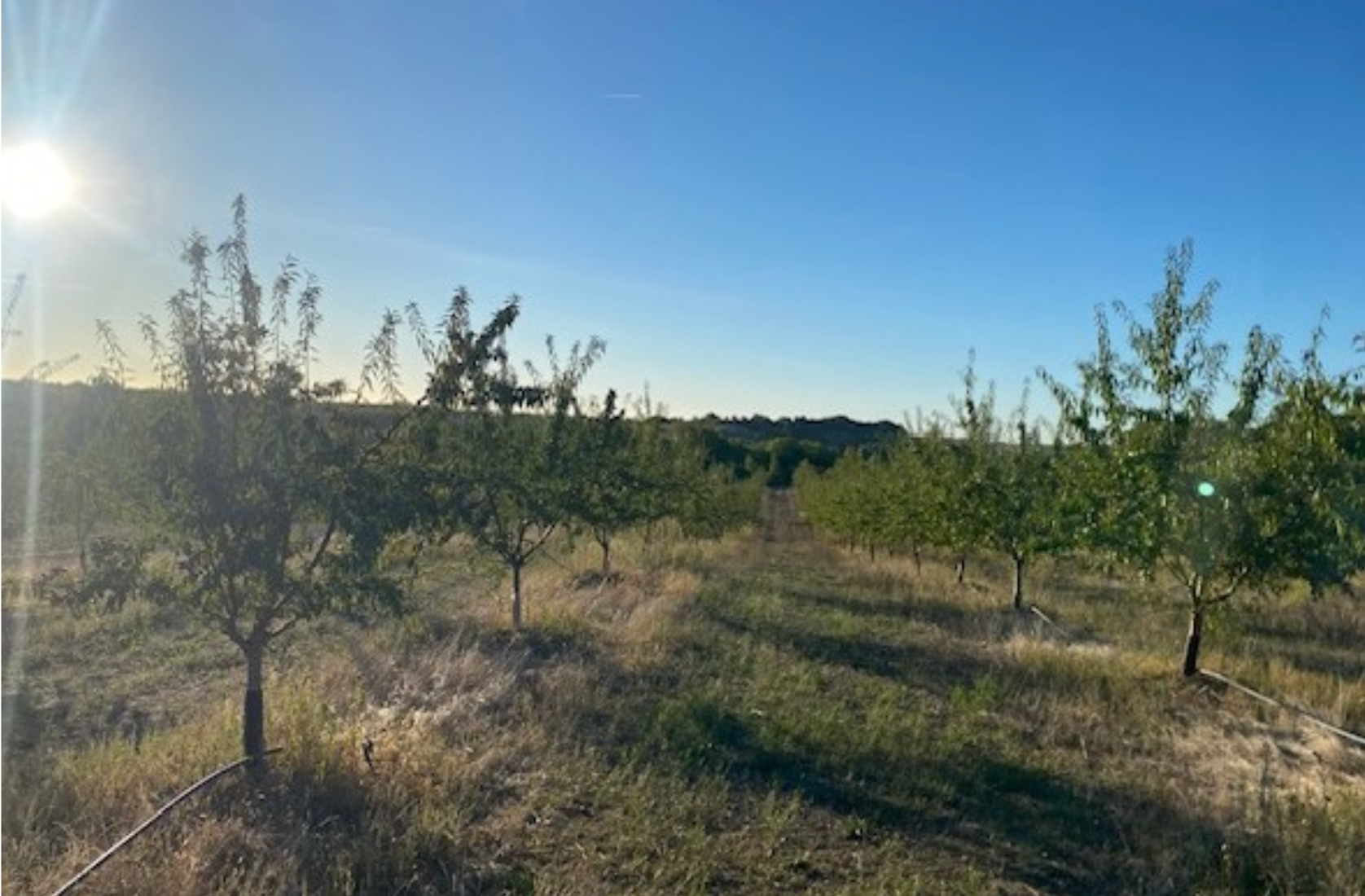 un verger de arbres fruitiers sous un ciel clair, avec le soleil brillant à gauche
