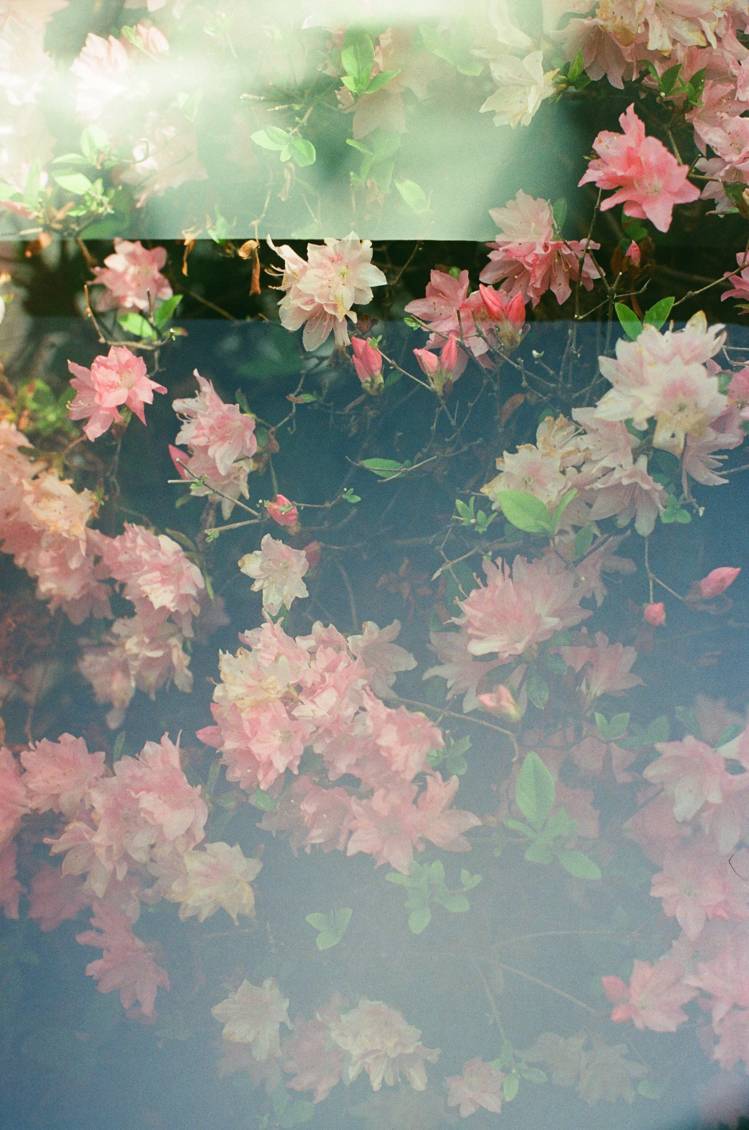 Dreamscapes