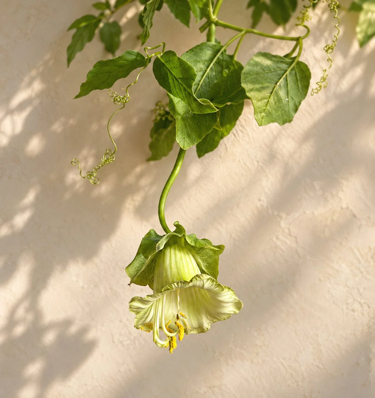 A hanging green and white flower with large leaves and tendrils against a textured beige wall.