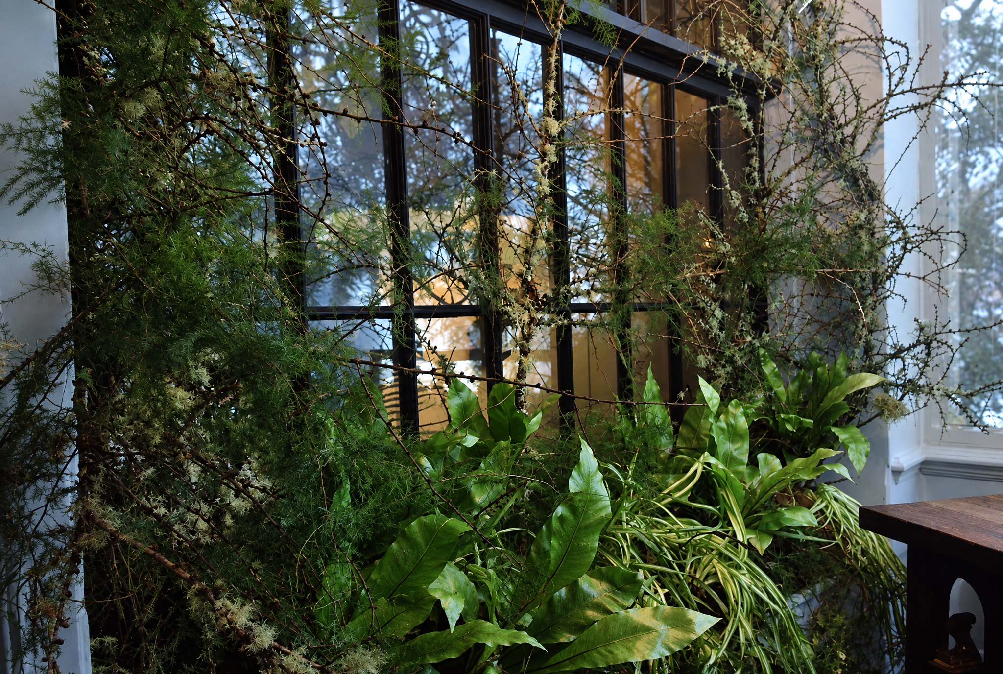 Indoor garden with various green plants on a windowsill, including leafy and moss-like plants, with a window showing trees outside.