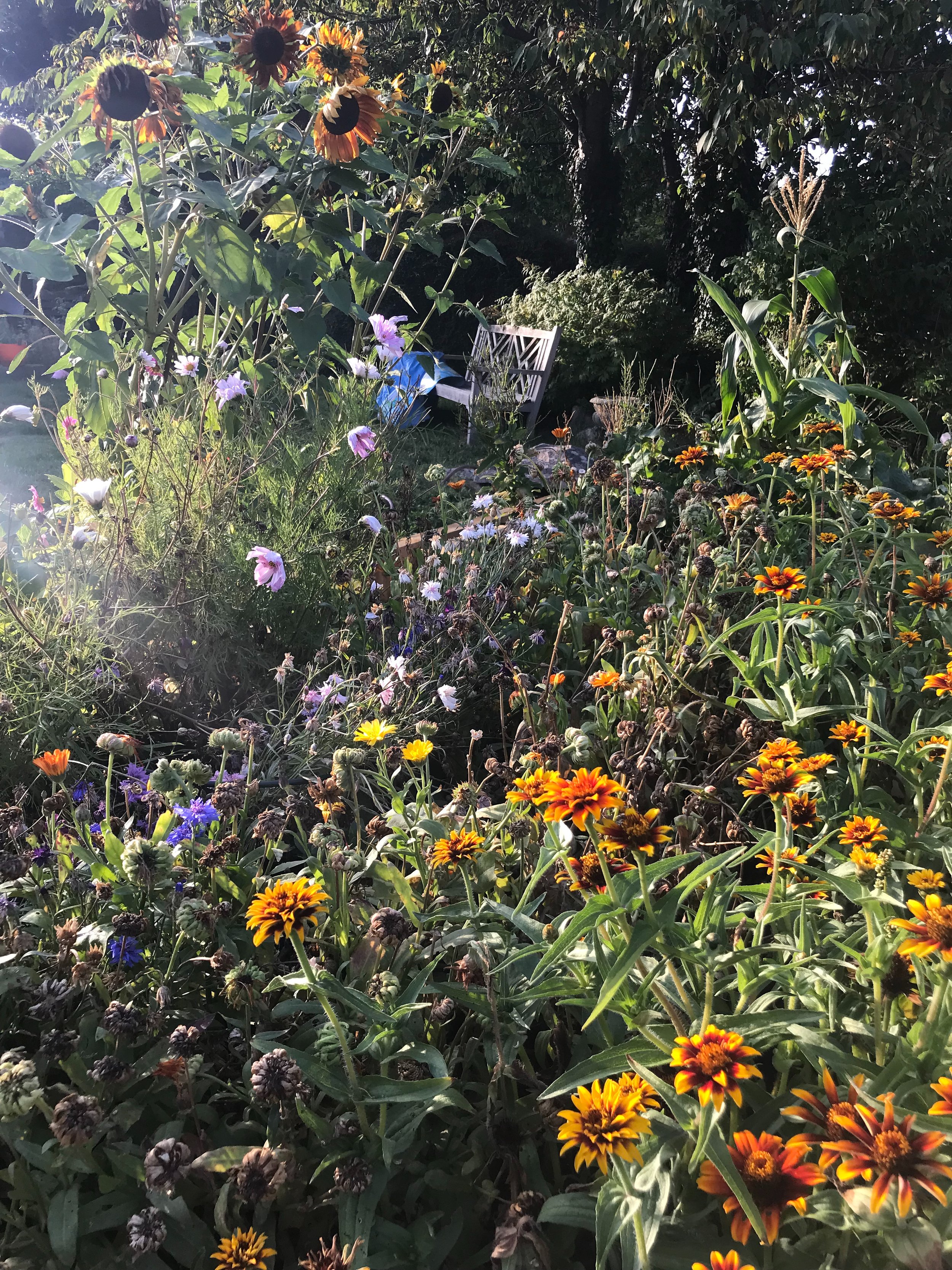 A garden with colorful flowers including black-eyed Susans, daisies, and purple flowers, with sunlight filtering through the trees, and a garden bench in the background.