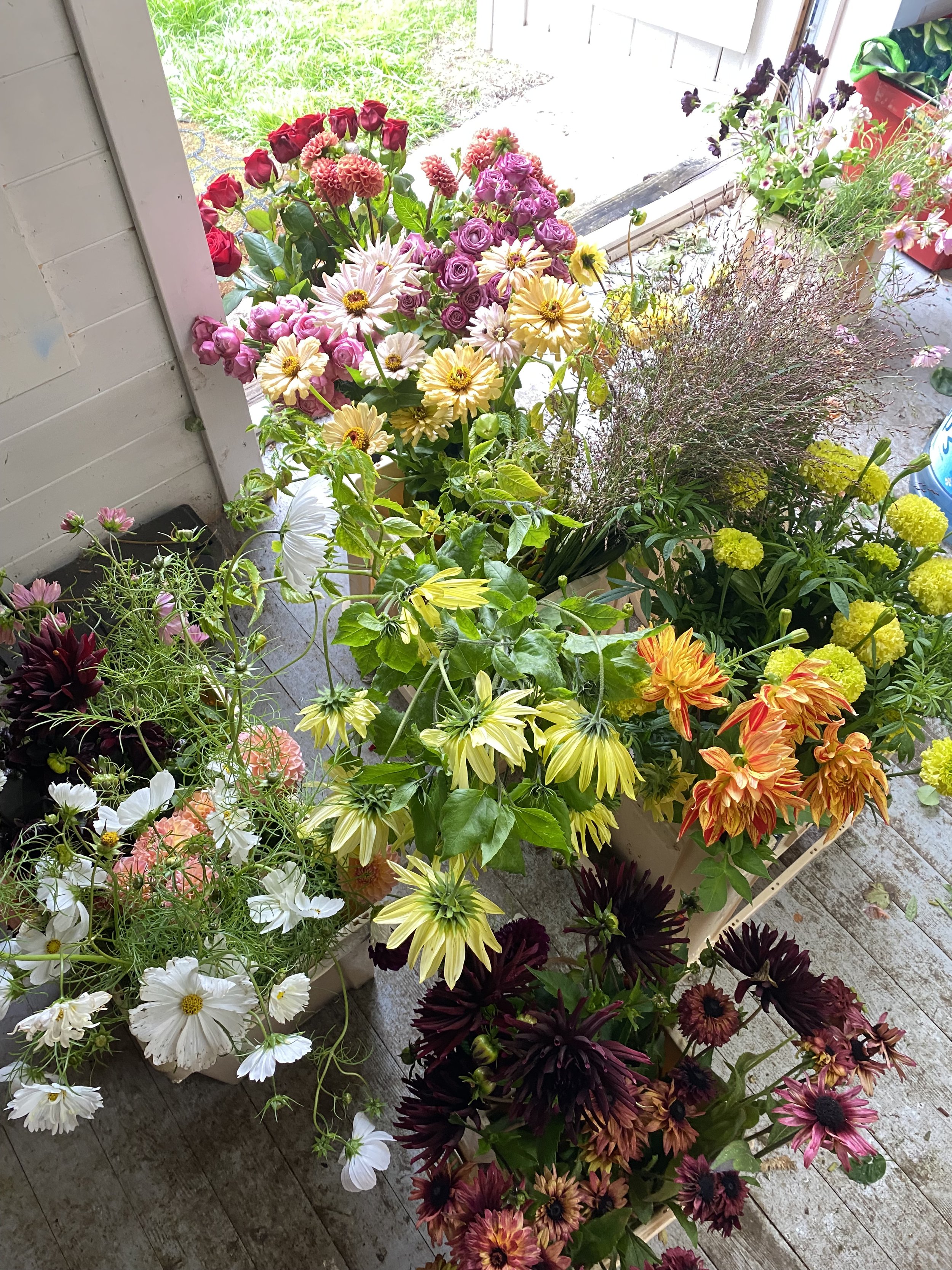 A variety of colorful flowers in pots on a porch, with a grassy yard visible in the background.