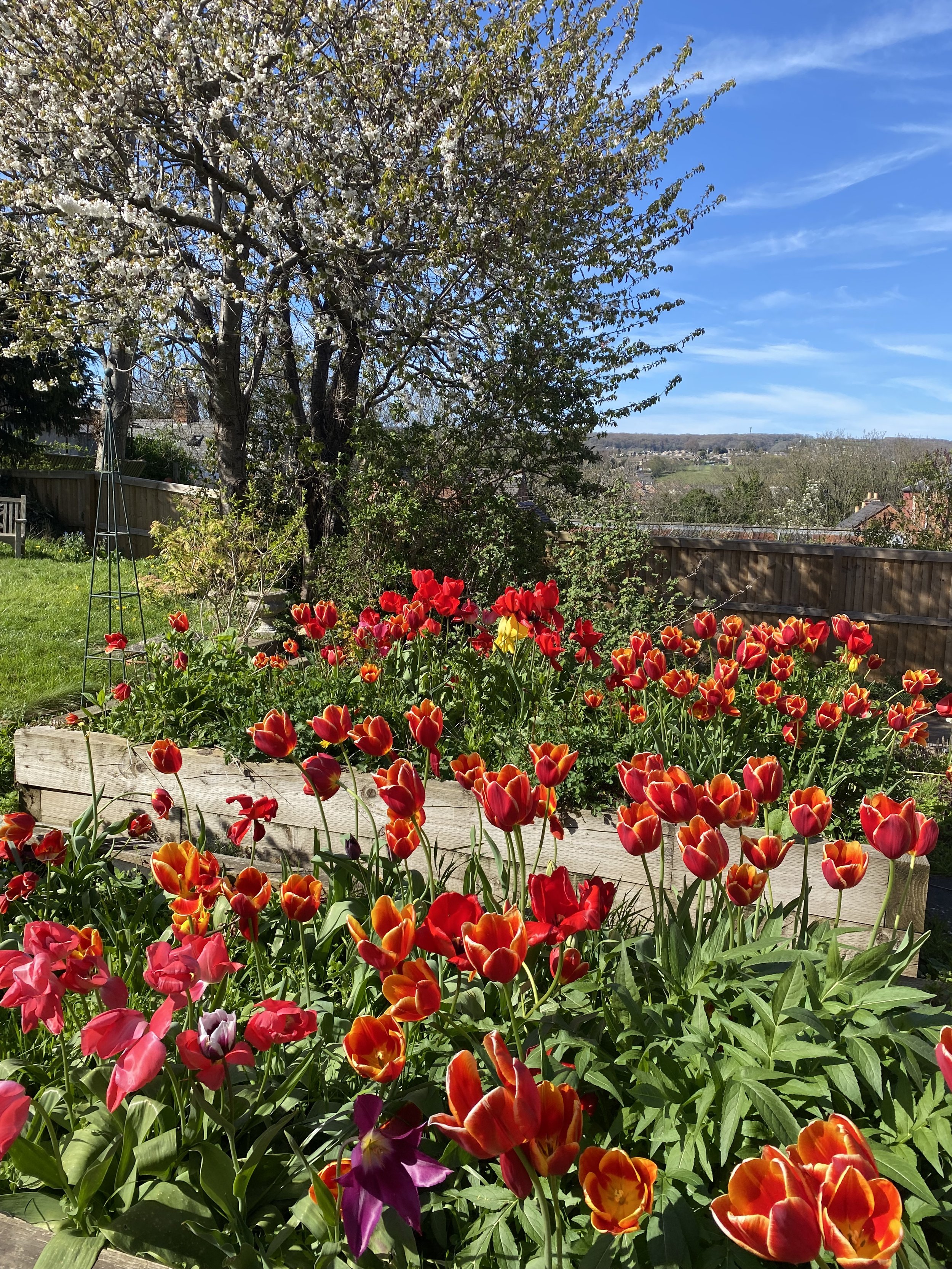 A garden scene with colorful tulips in the foreground, a large tree with white blossoms, and a blue sky with wispy clouds in the background.