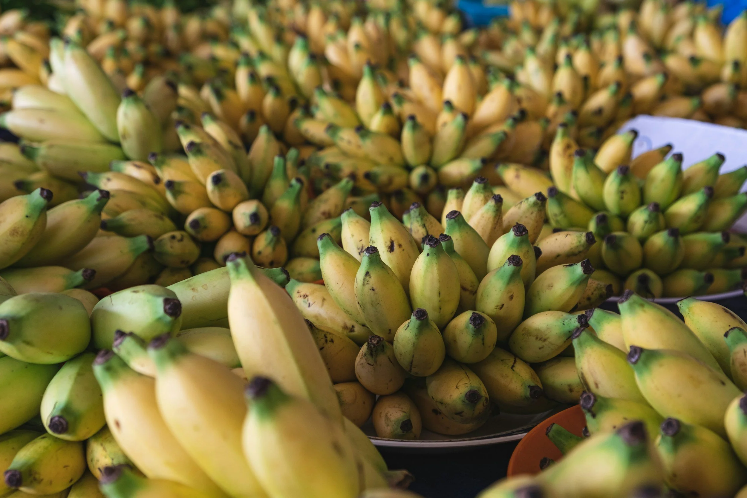 A large display of bananas at a market, with clusters of ripe yellow bananas.