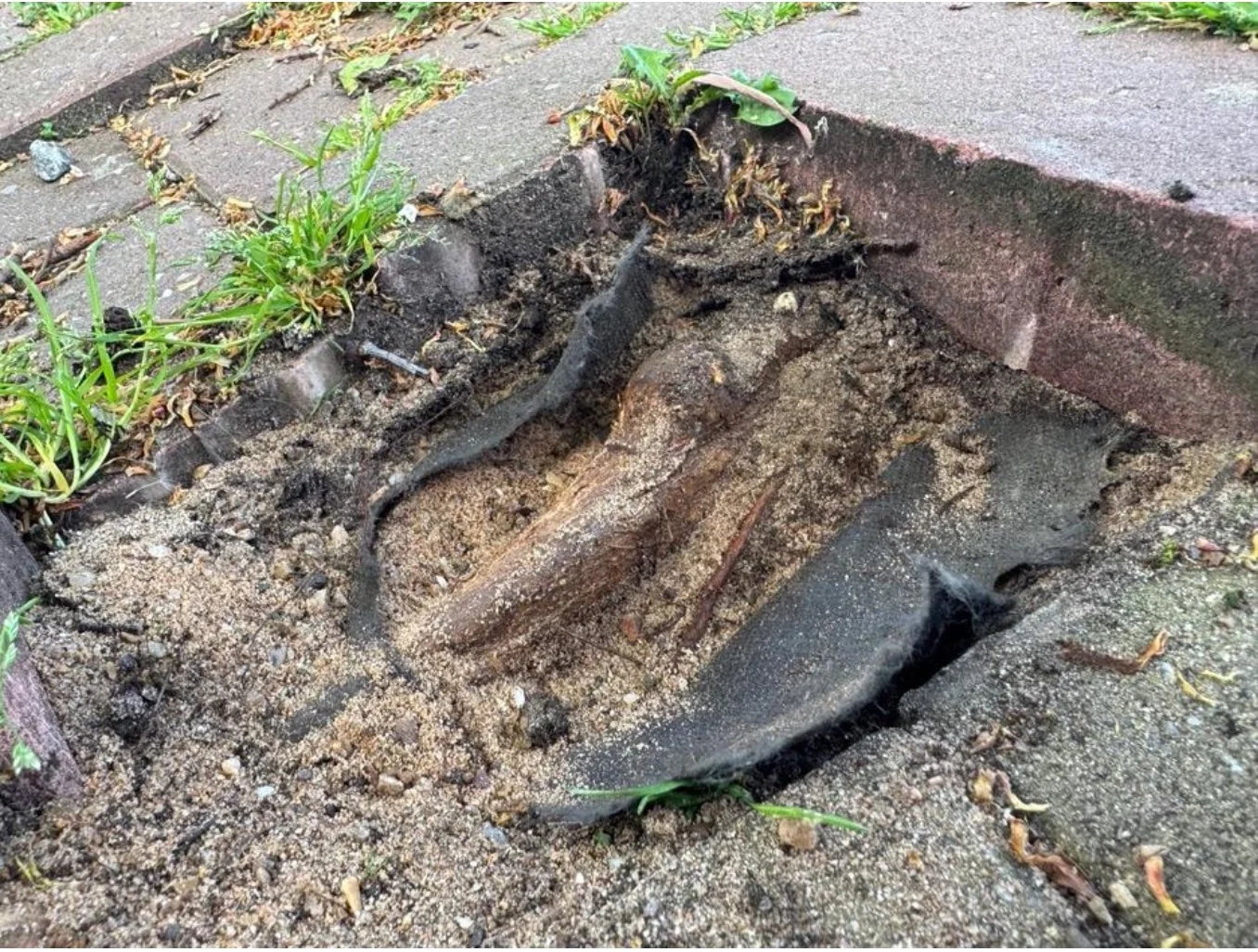 Excavated sidewalk with exposed roots, dirt, and loose gravel surrounding brick edge.