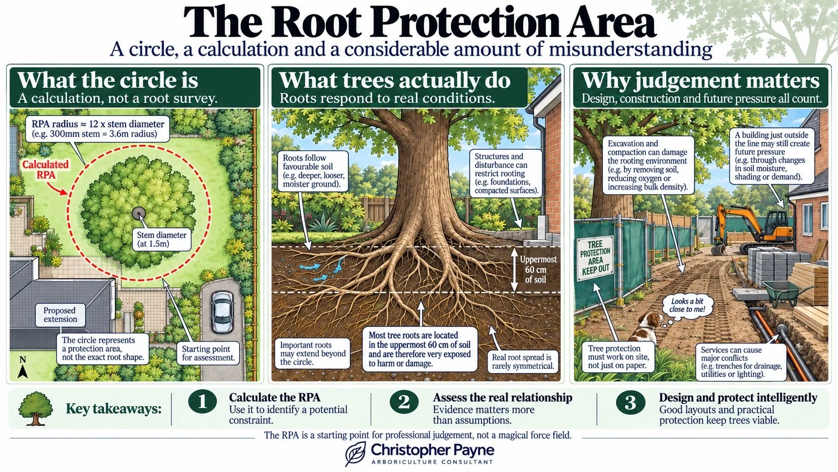 An informational infographic titled 'The Root Protection Area' explaining the concept, what the circle represents, what trees actually do, why judgment matters, and key takeaways about assessing and protecting tree roots in construction sites.