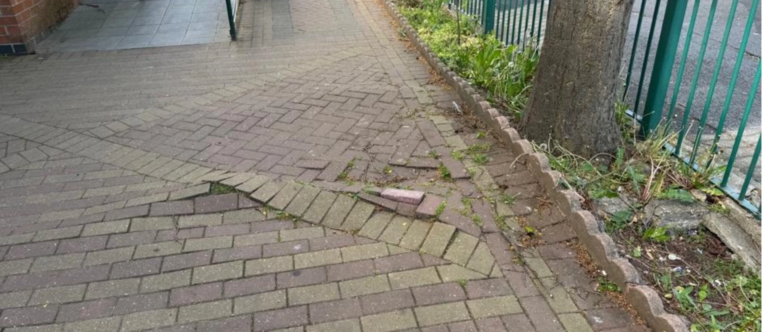 Broken and uneven brick sidewalk next to a tree and green metal fence, with some grass and plants growing along the edges.