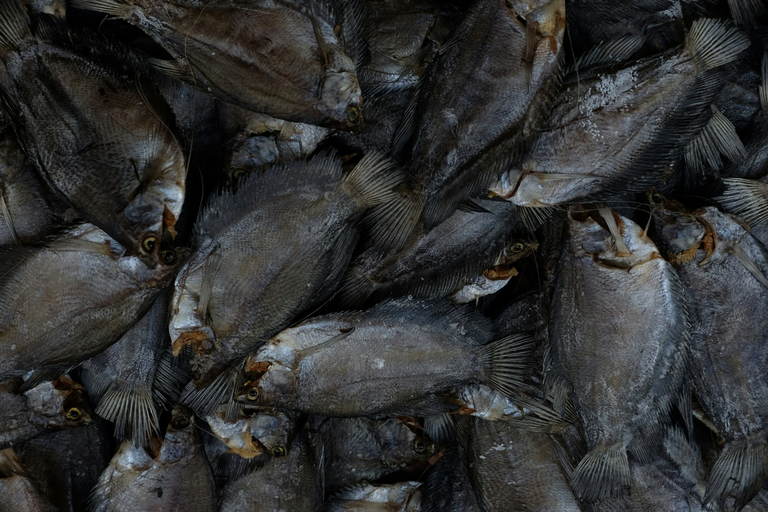 Poisson séché empilé en tas, avec des corps aplatis et des écailles visibles.