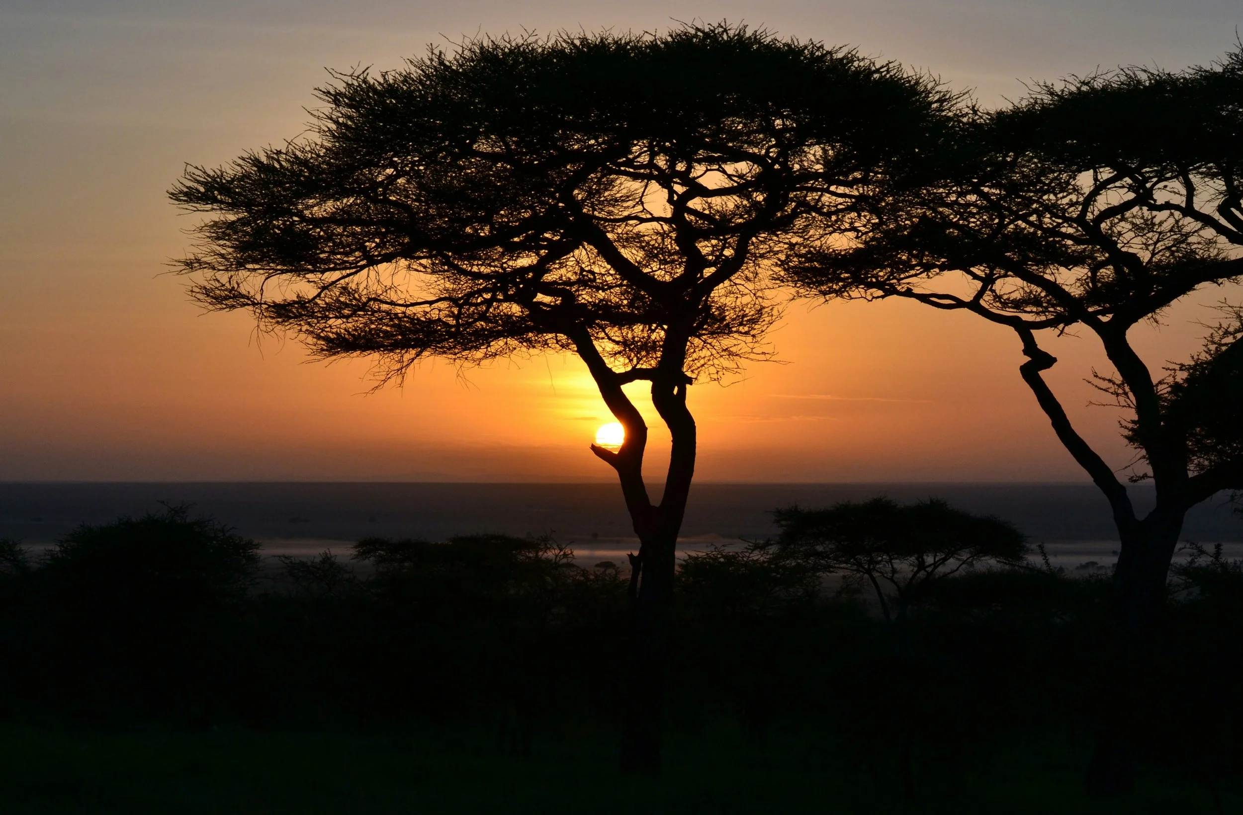 Silhouette d'arbres en bord de mer lors du coucher du soleil, ciel orangé et soleil à l'horizon.