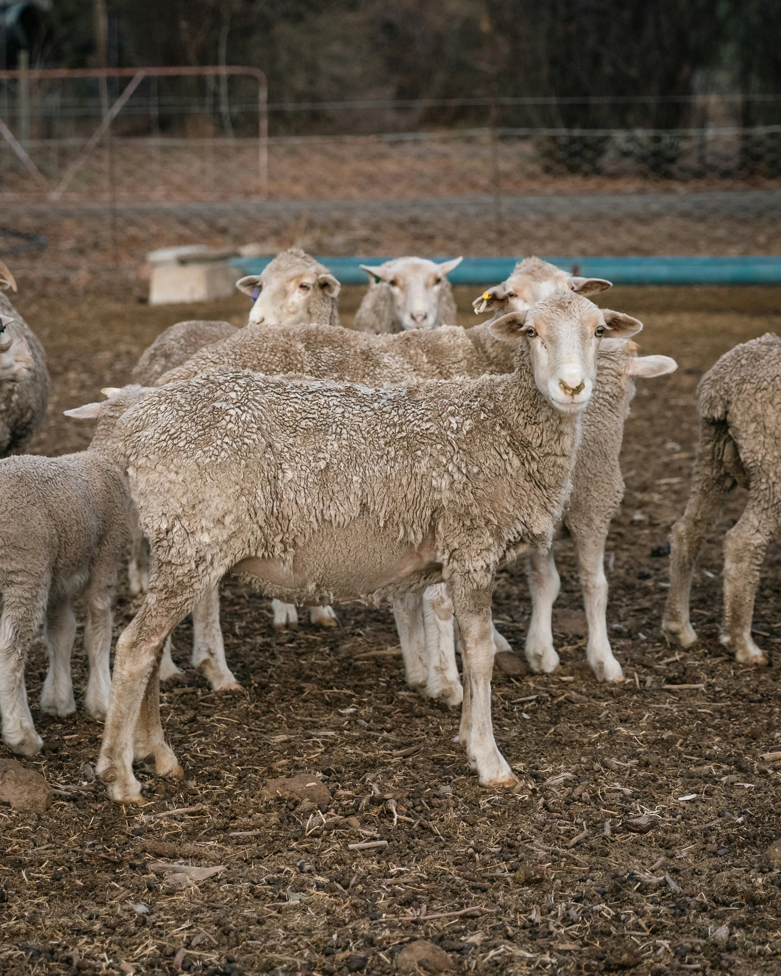 Groupe de moutons dans un enclos en extérieur, avec sol en terre et clôture en arrière-plan.