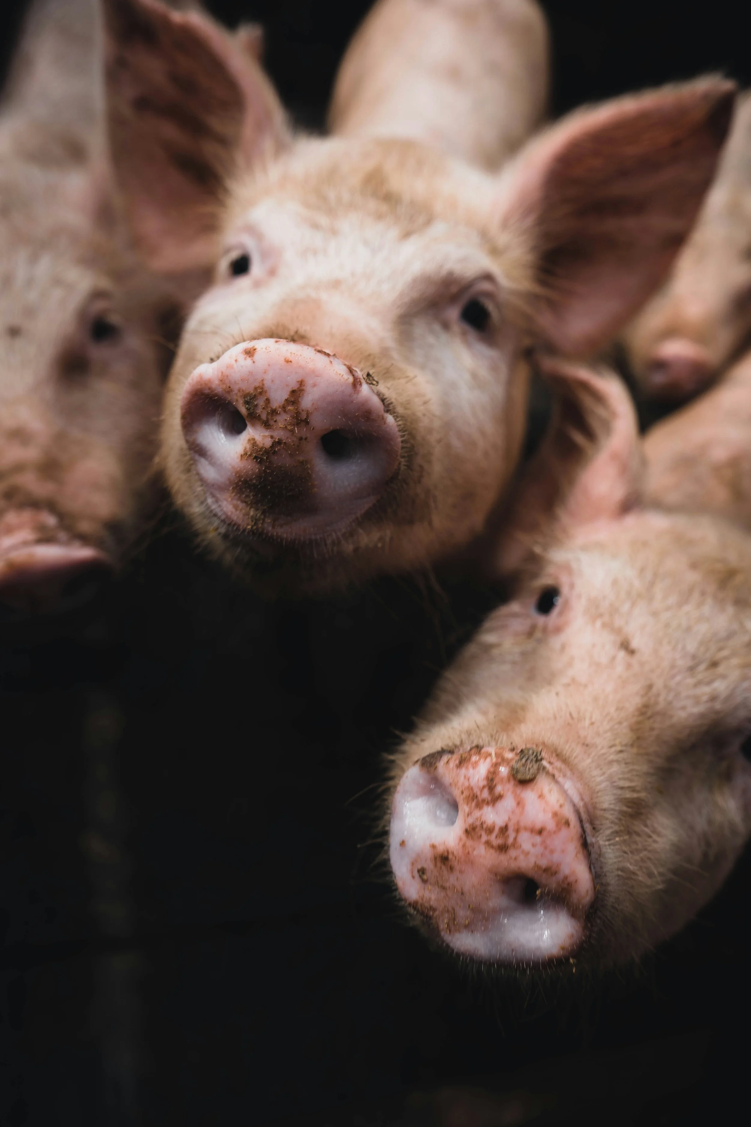 Groupe de cochons roses avec des taches brunes, certains ont des oreilles pointues, dans un environnement sombre.