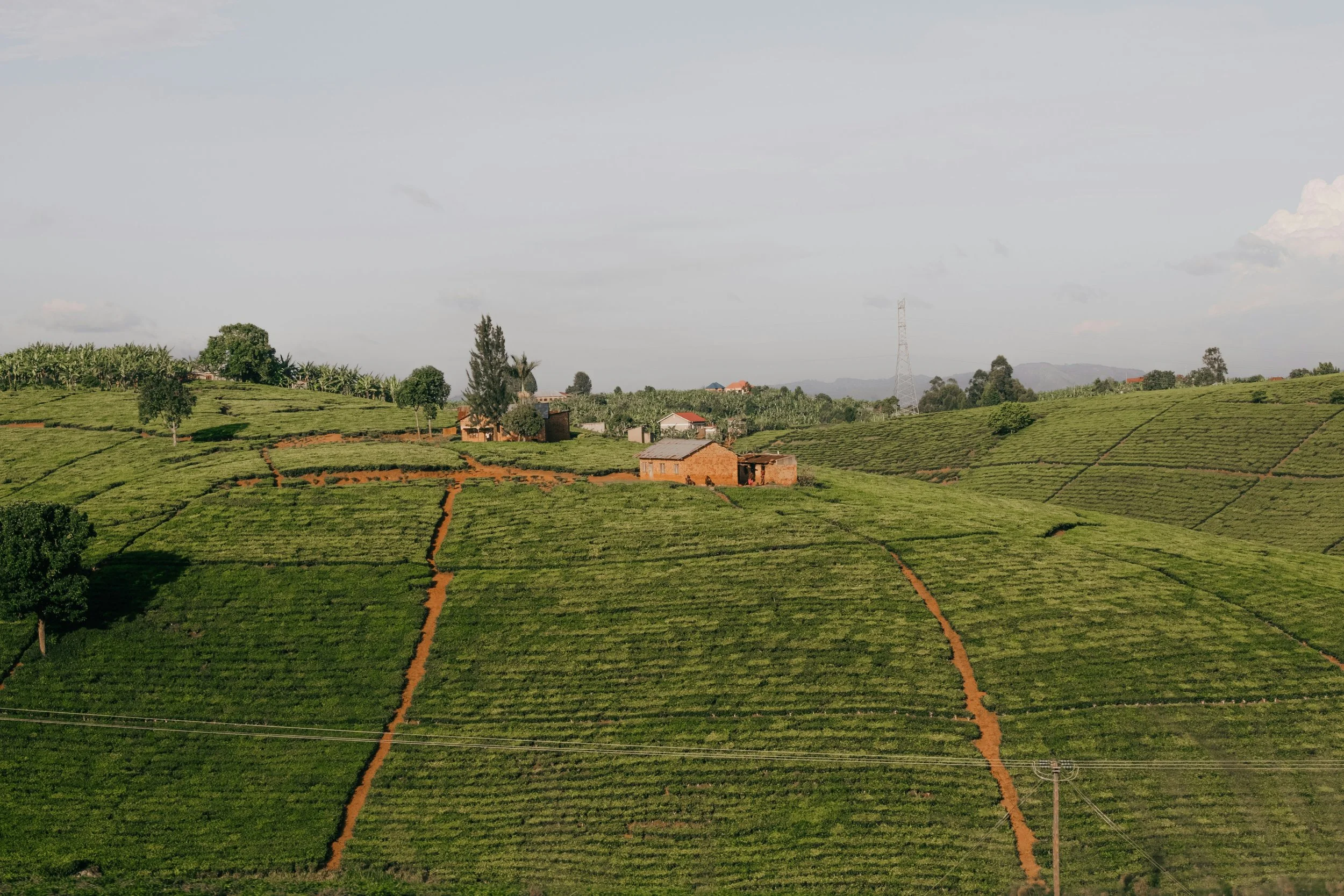 Champ de plantation verdoyante avec quelques maisons en briques, arbres dispersés, et un ciel nuageux, avec une ligne électrique en premier plan.