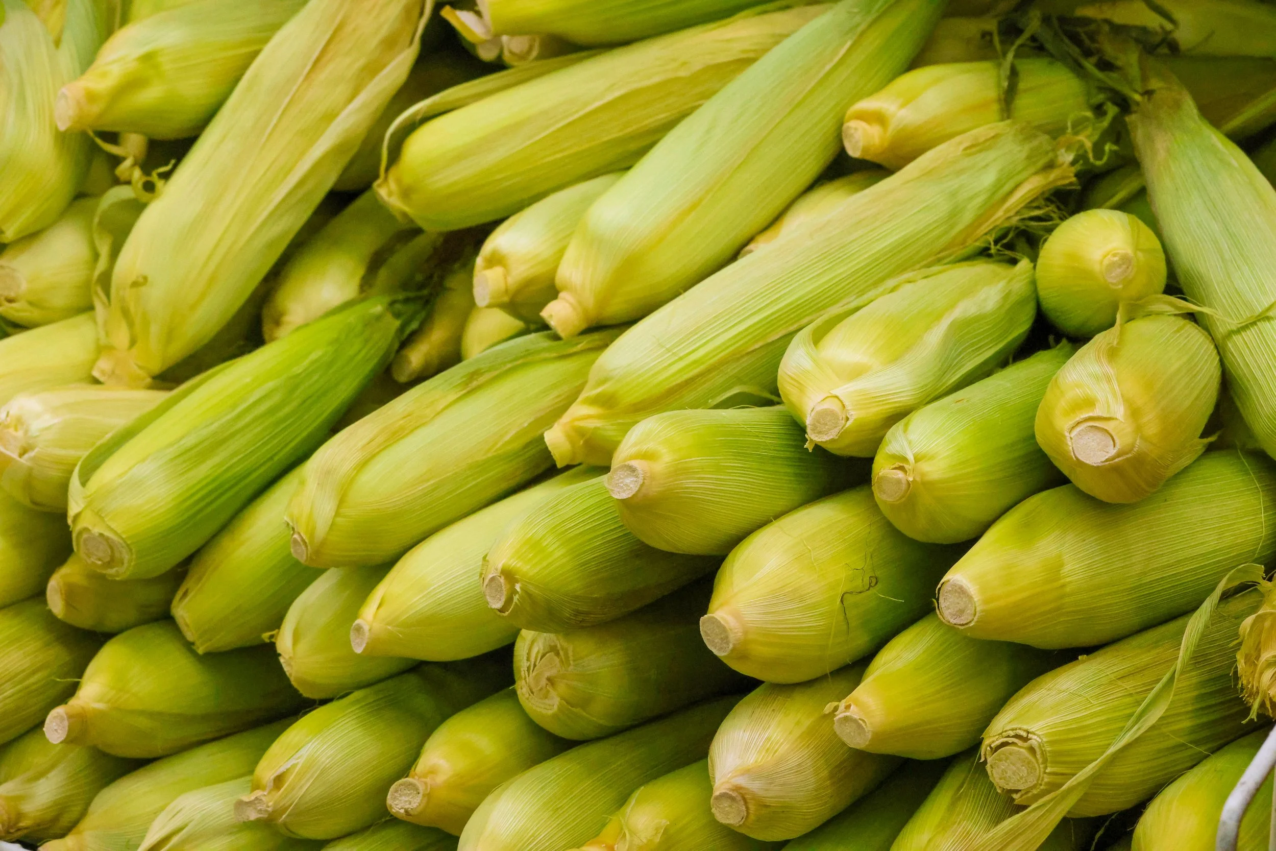 Gros plan de plusieurs épis de maïs encore dans leur enveloppe vert.