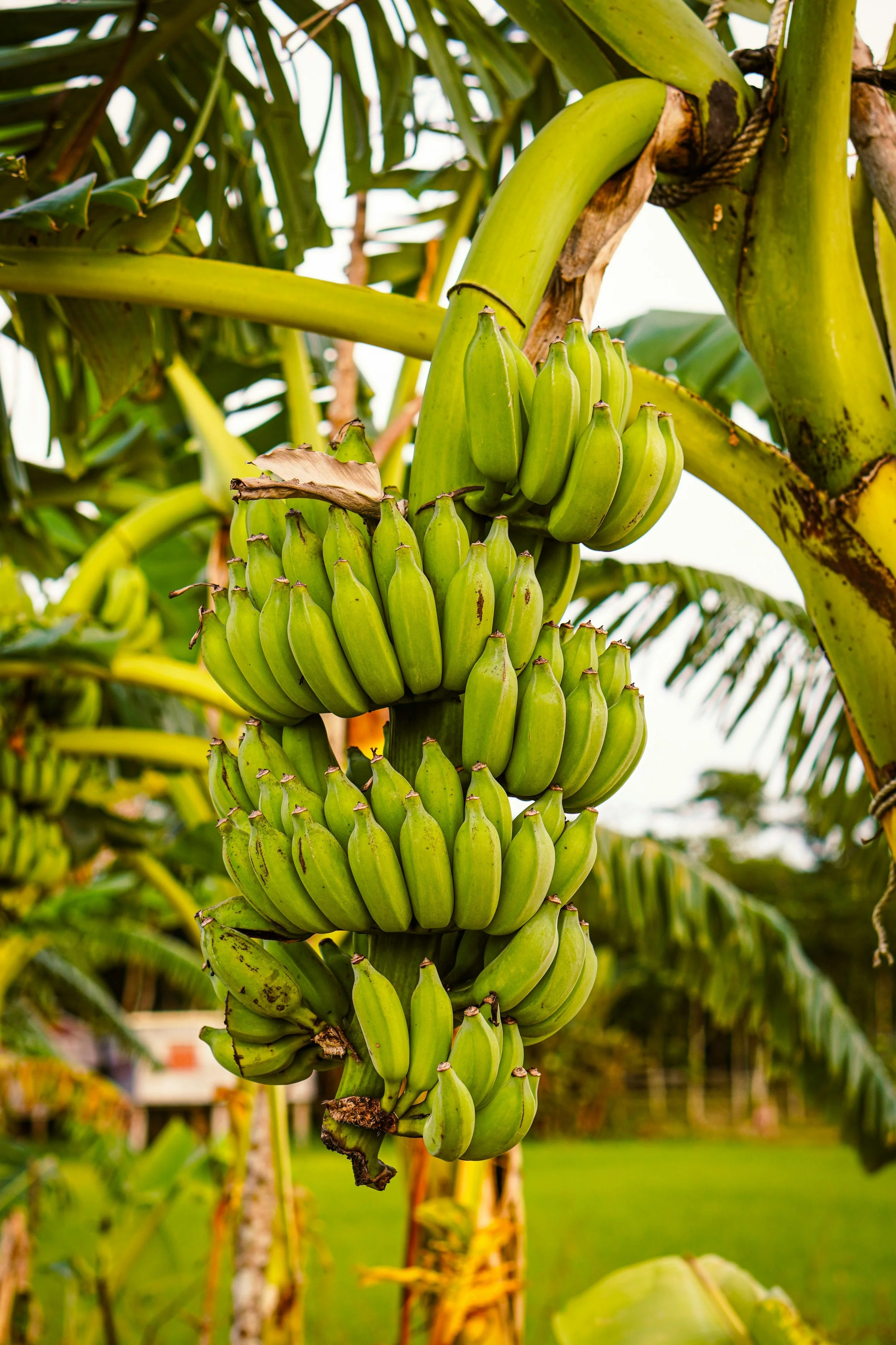 Rangée de bananes vertes suspendues à un arbre dans un champ de bananiers.