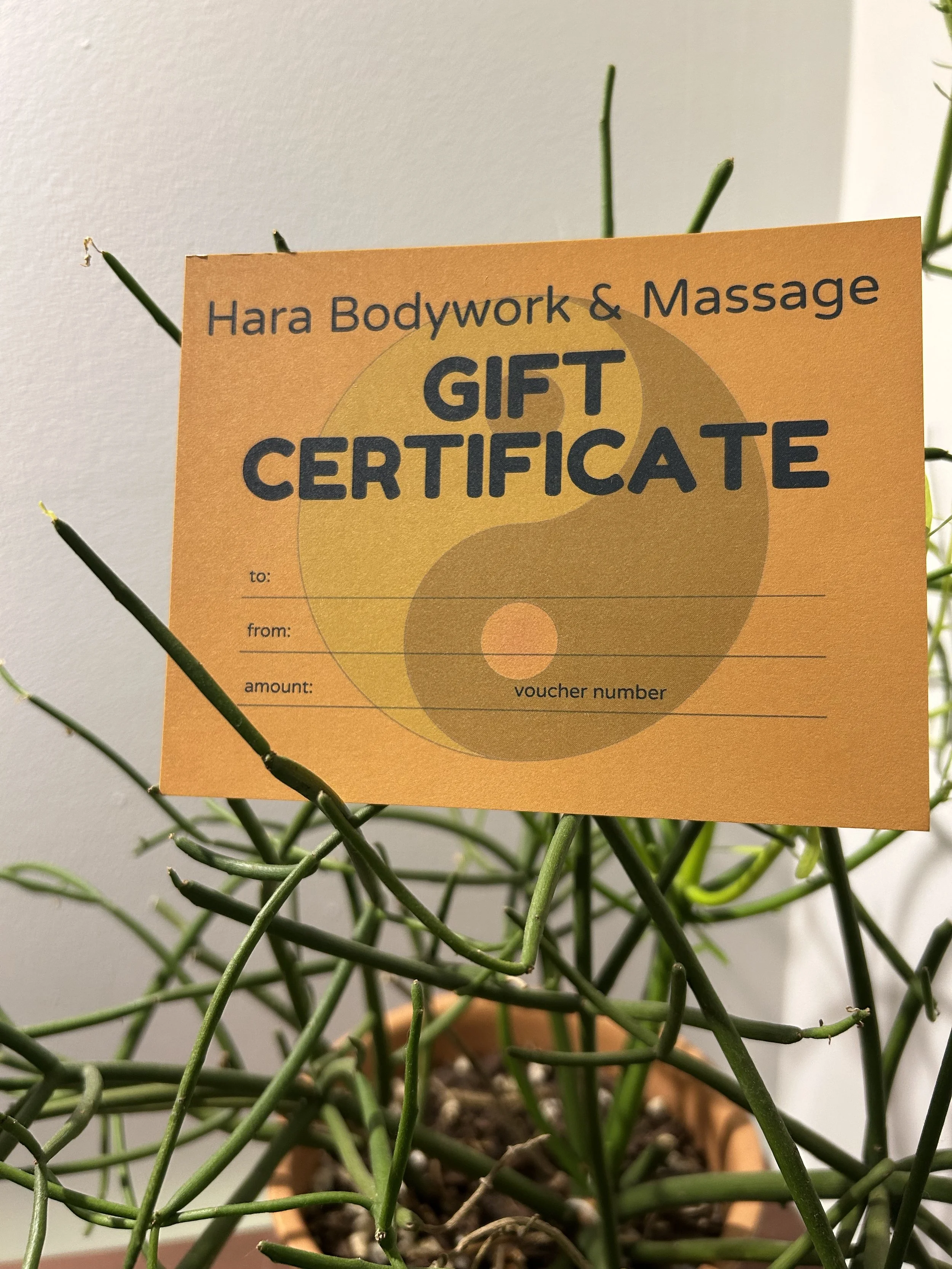 A potted plant with elongated, green, vine-like stems. A gift certificate from Hara Bodywork & Massage is placed on or near the plant, partially obscuring the stems.