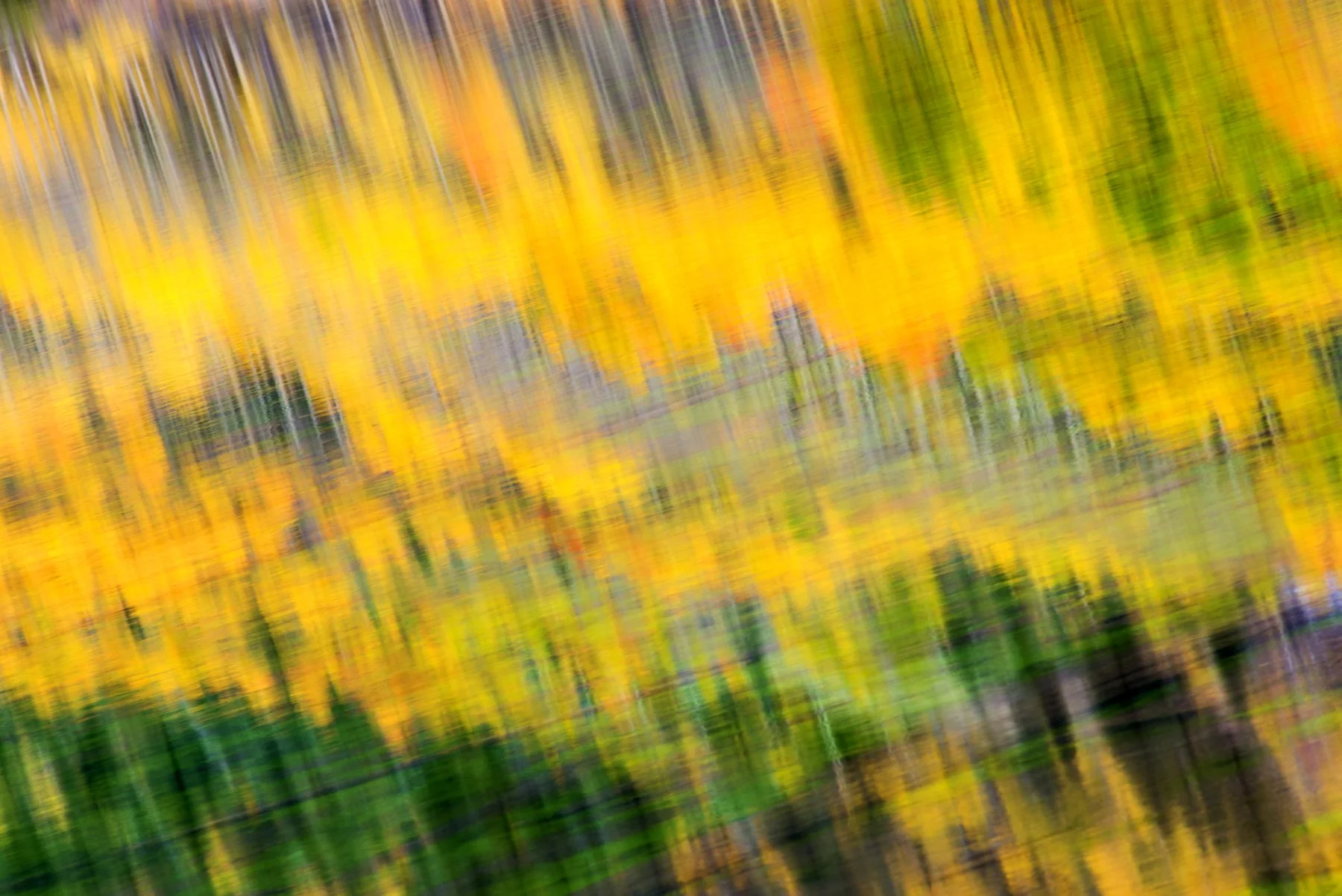 Shimmering Aspen.jpg