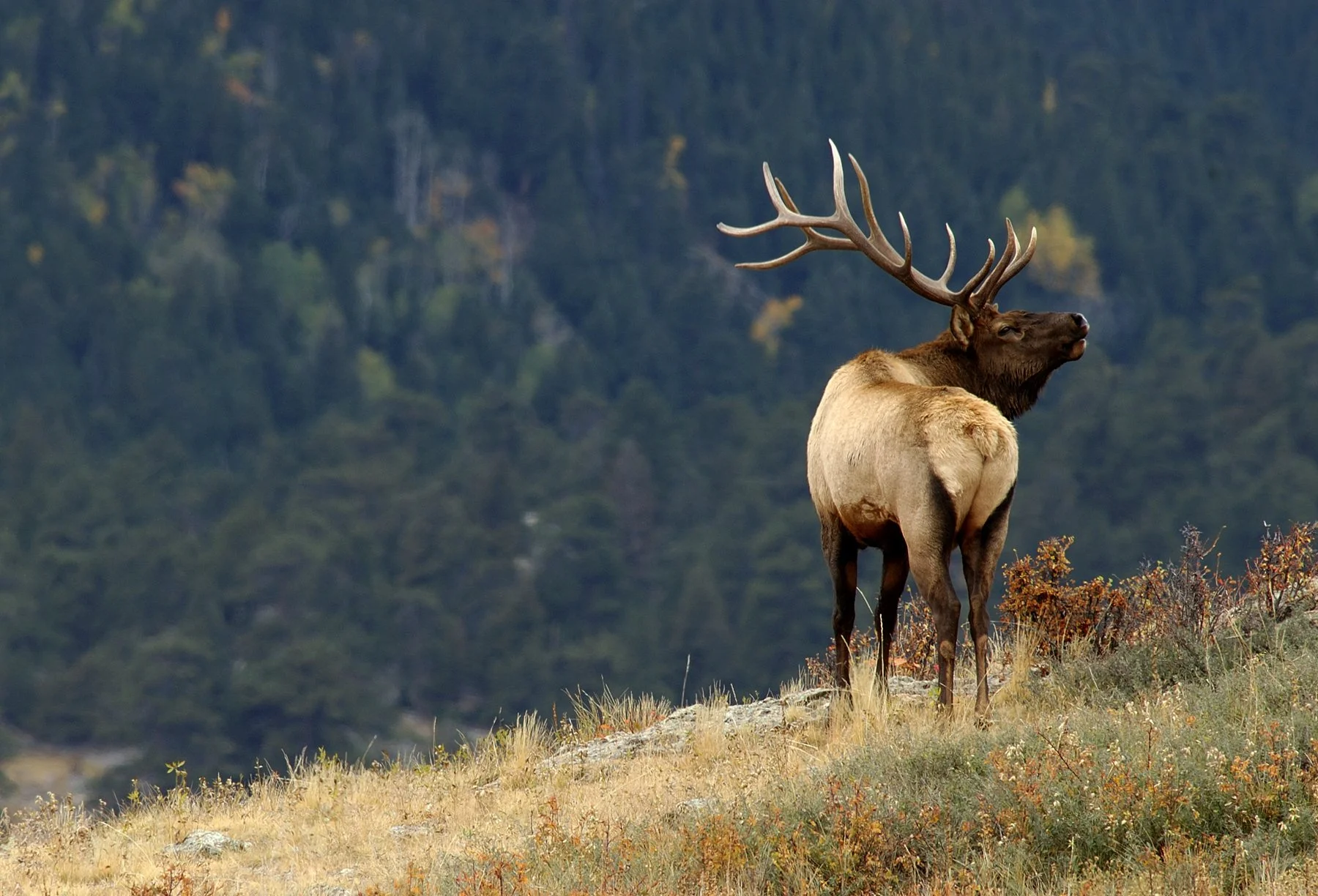 Bull Elk Bugels in Moraine Park.jpg