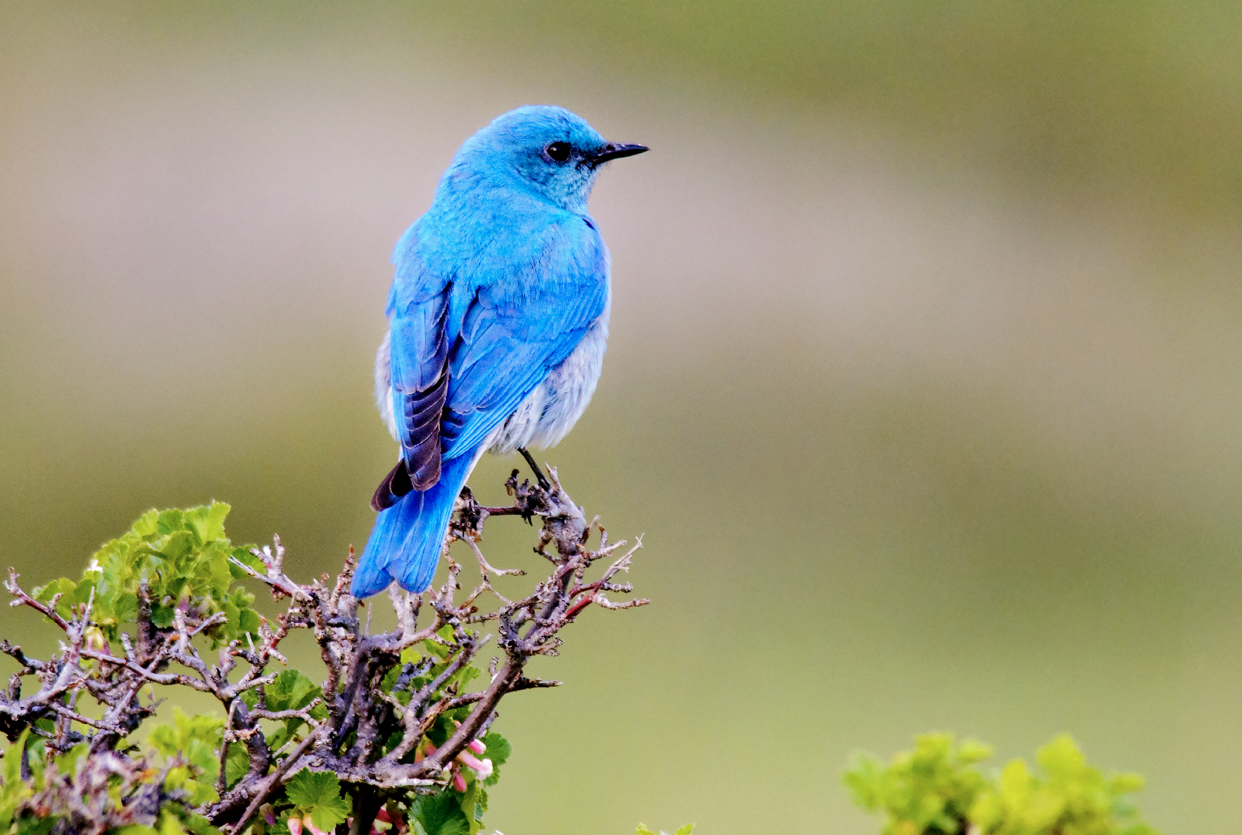 Mountain Bluebird.png