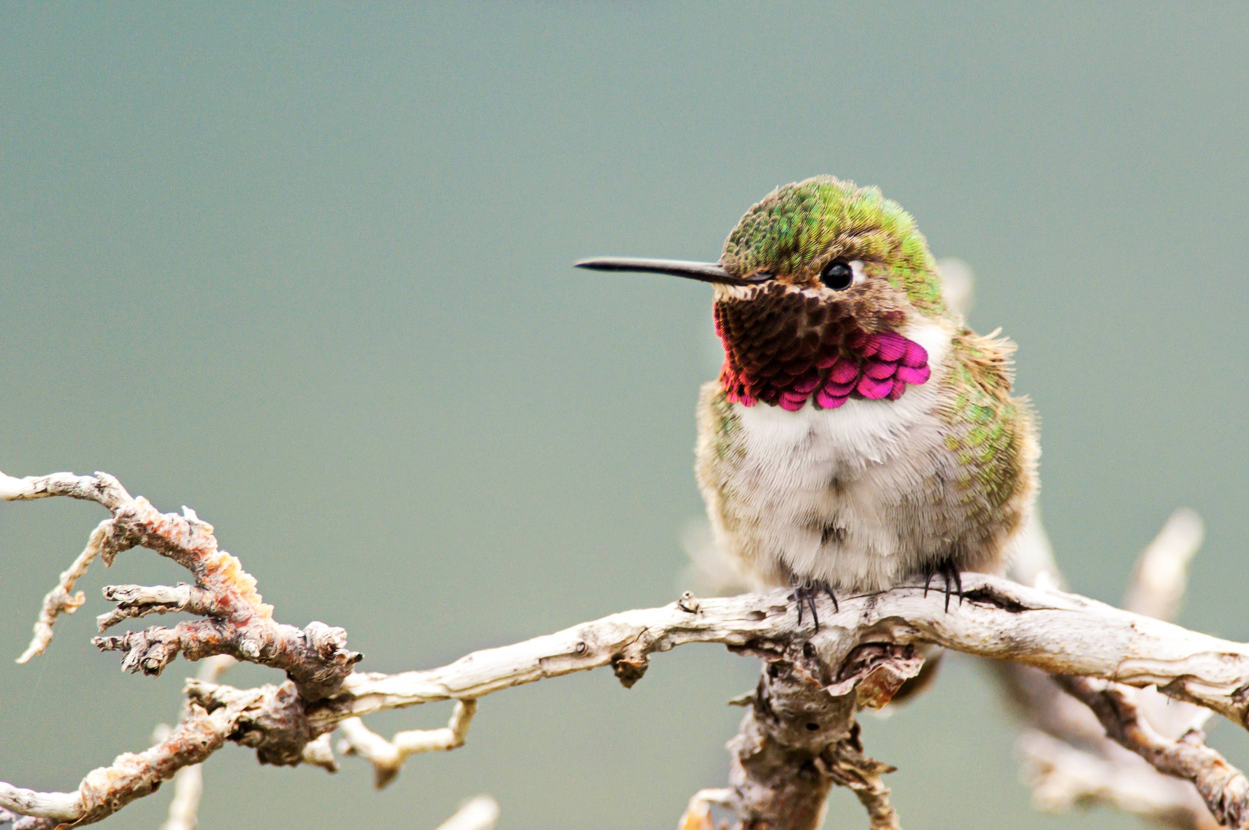 Broadtailed Hummingbird.png