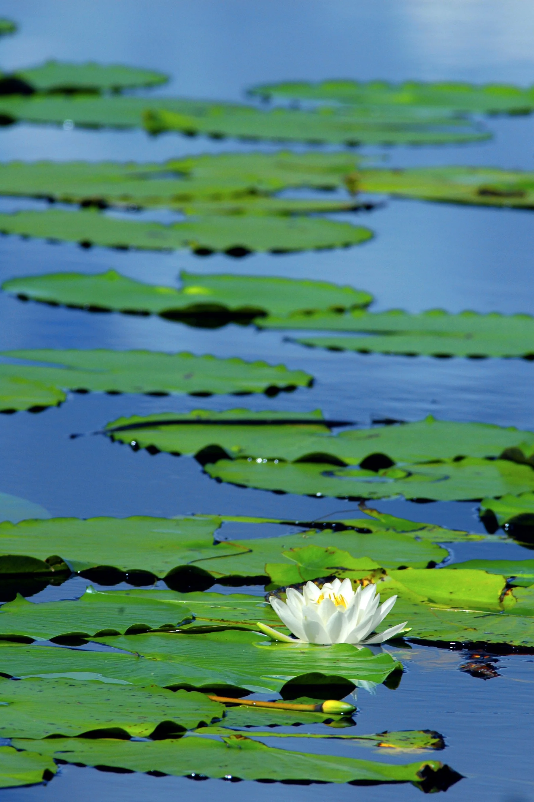 Water Lily Admist Blues and Green.jpg