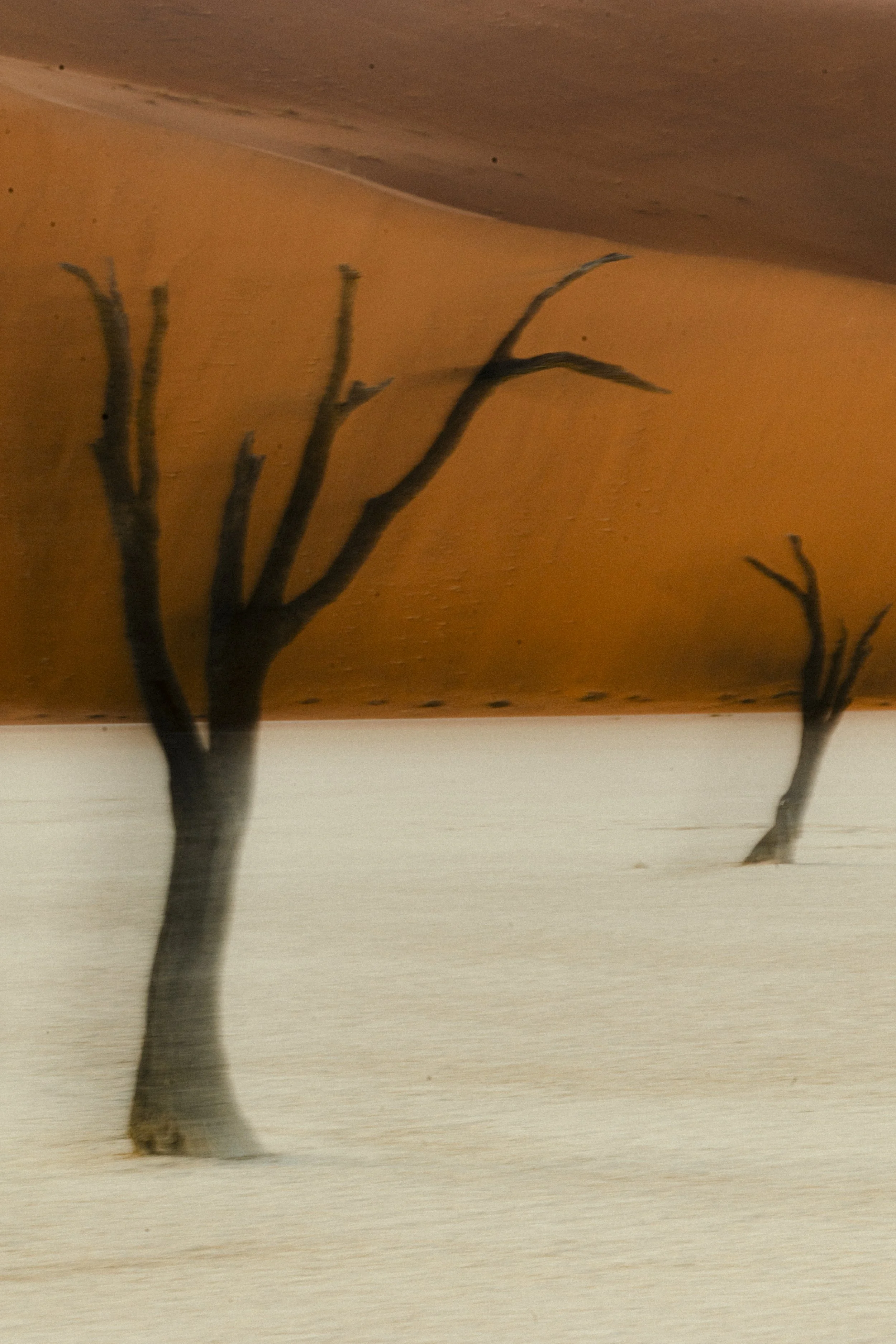 A dried, leafless tree branch on a neutral-colored surface with a yellow and brown background.