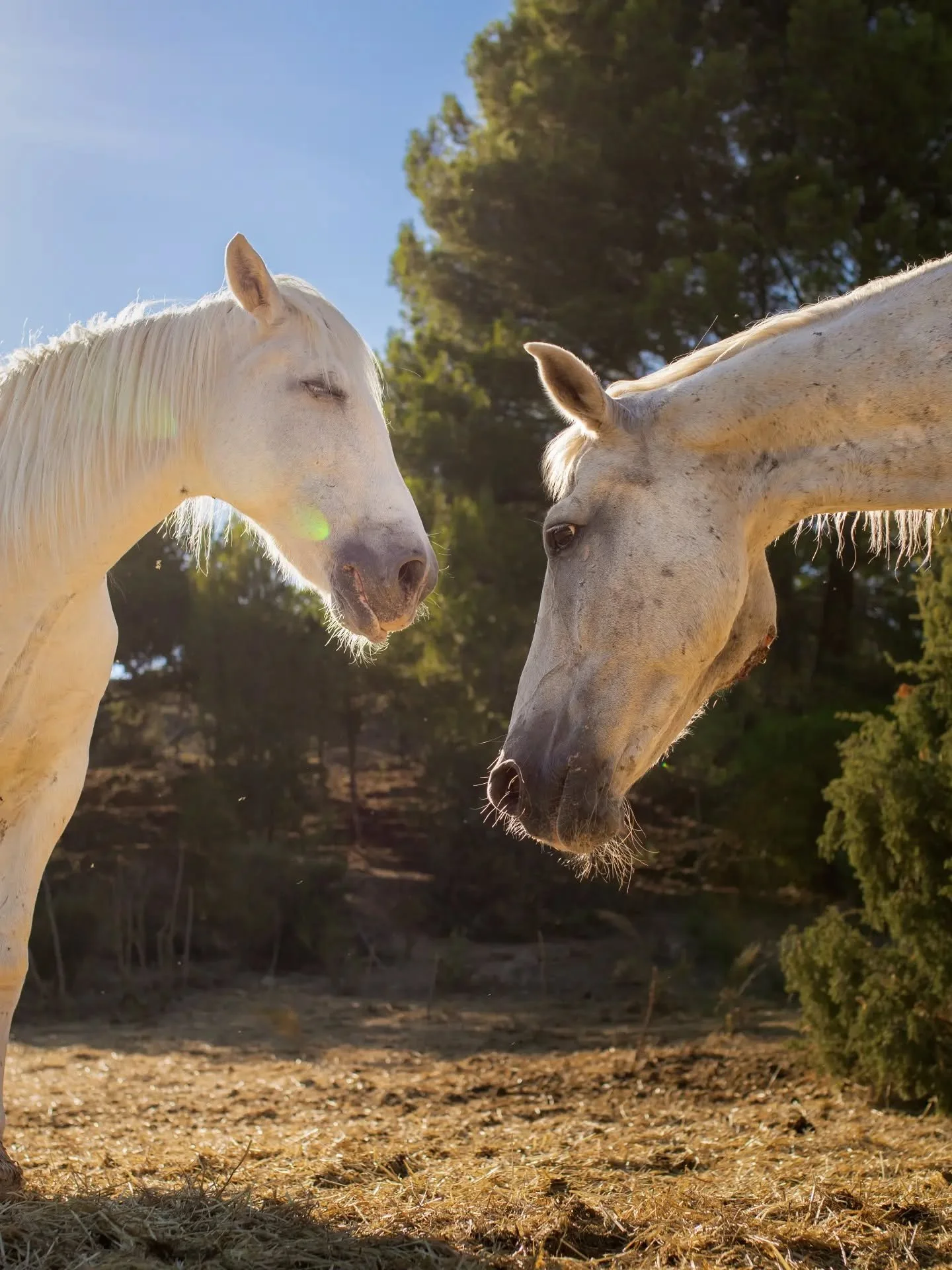 Je termine ce shooting avec @verdon.equitation sur les belles lignes de ces chevaux !

Deux g&eacute;n&eacute;rations sont sur la premi&egrave;re photo 💐

Ce sont des &ecirc;tres vraiment passionnants &agrave; immortaliser 📸
