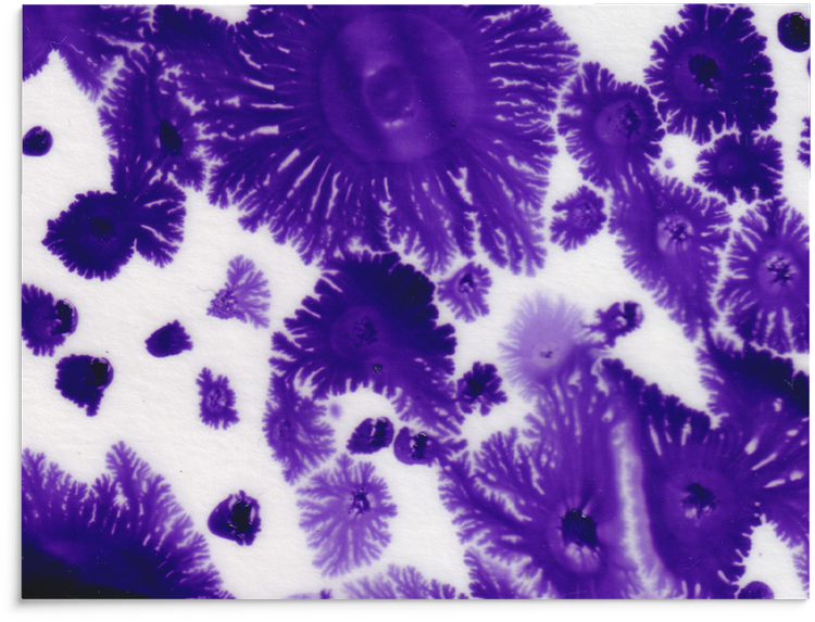 Vevai ink bloom