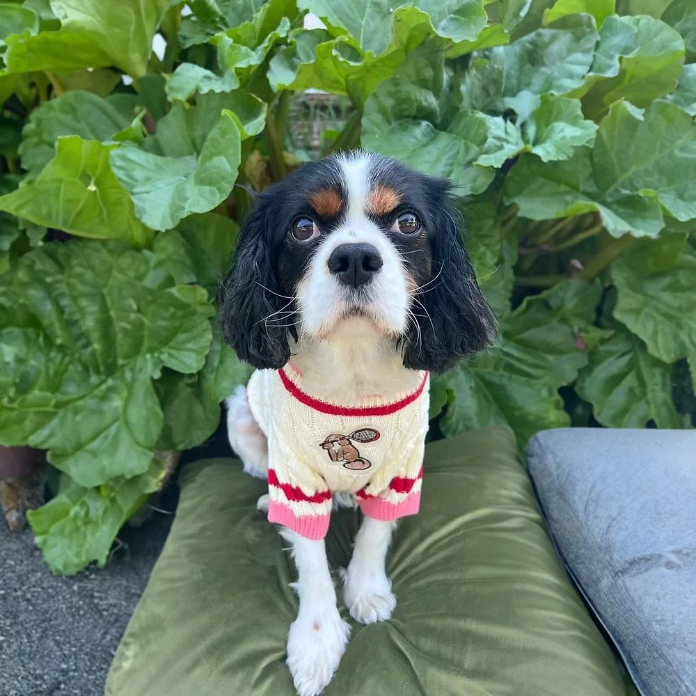 canine-sporting-knit-tigger.jpg