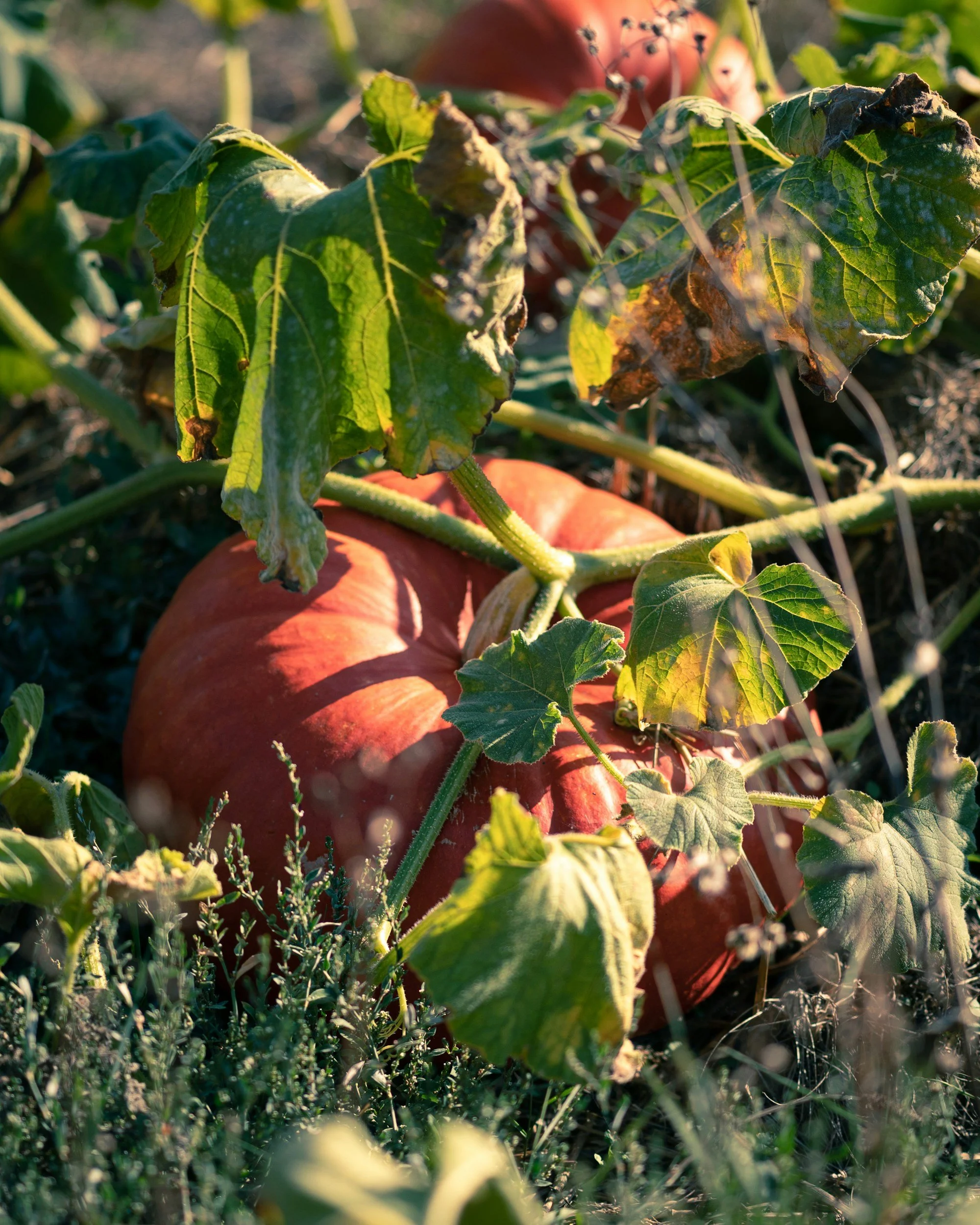 A close-up of a ripe orange pumpkin with green leaves and plant stems surrounding it, outdoors in a garden or field.