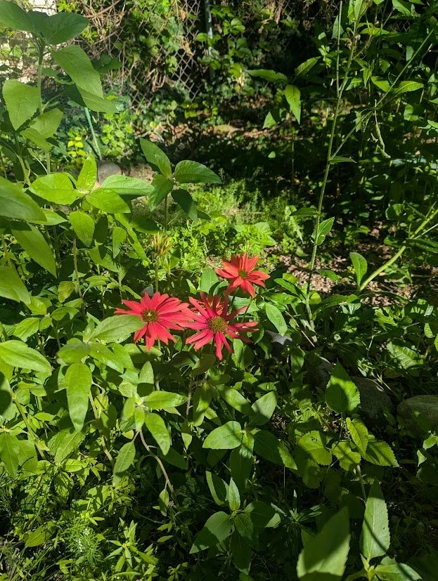 Garden Coaching