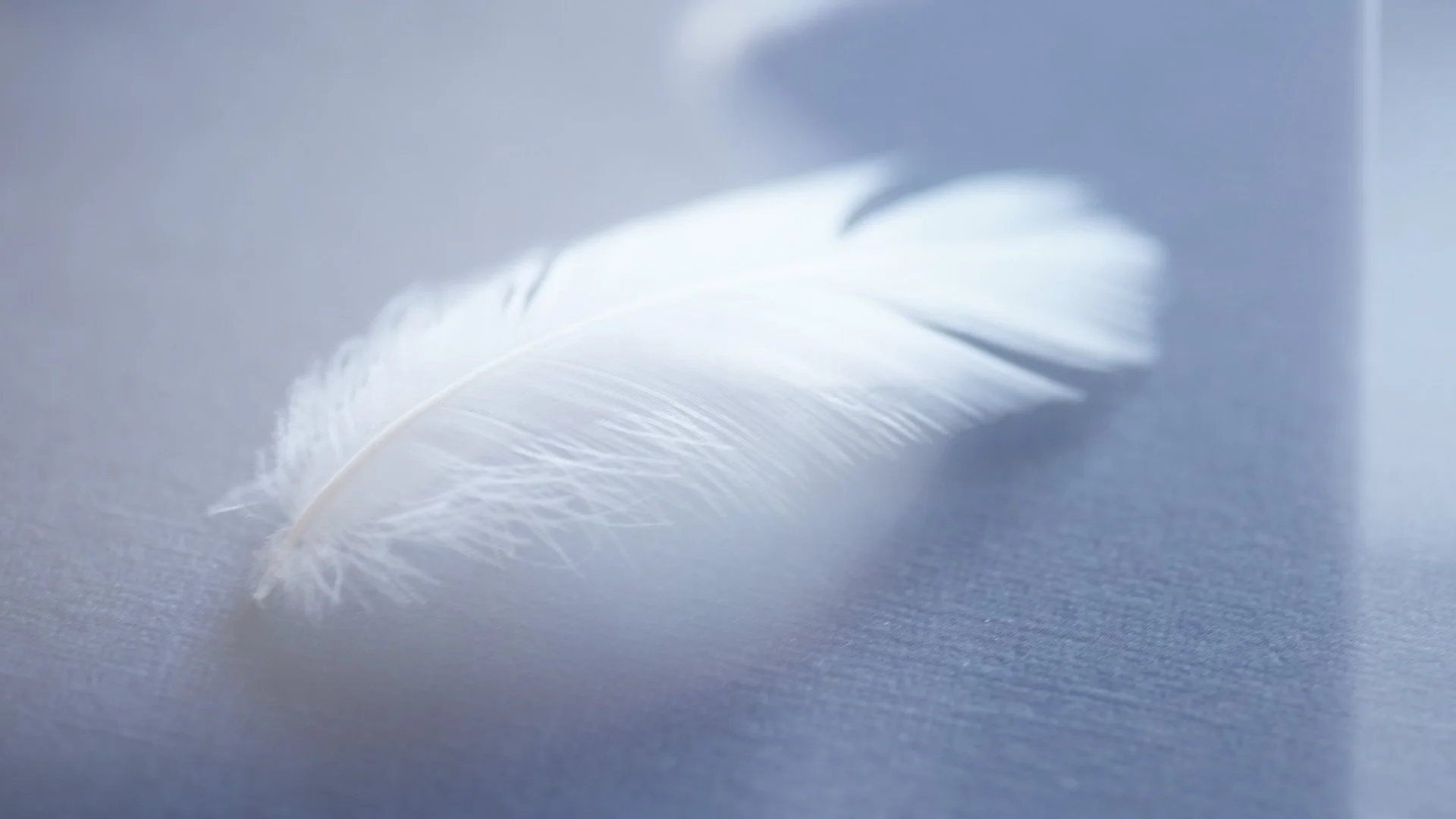 feathers