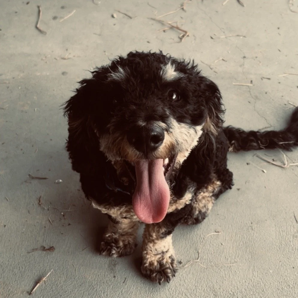 Benji the dog
