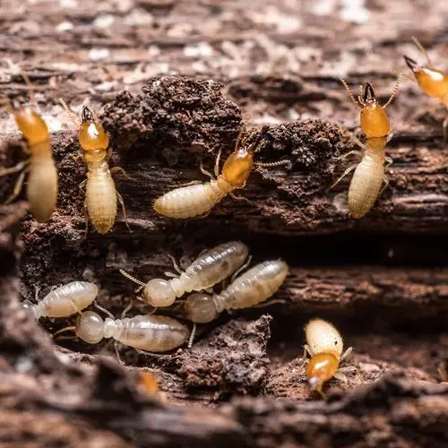 Termites on wood and debris.
