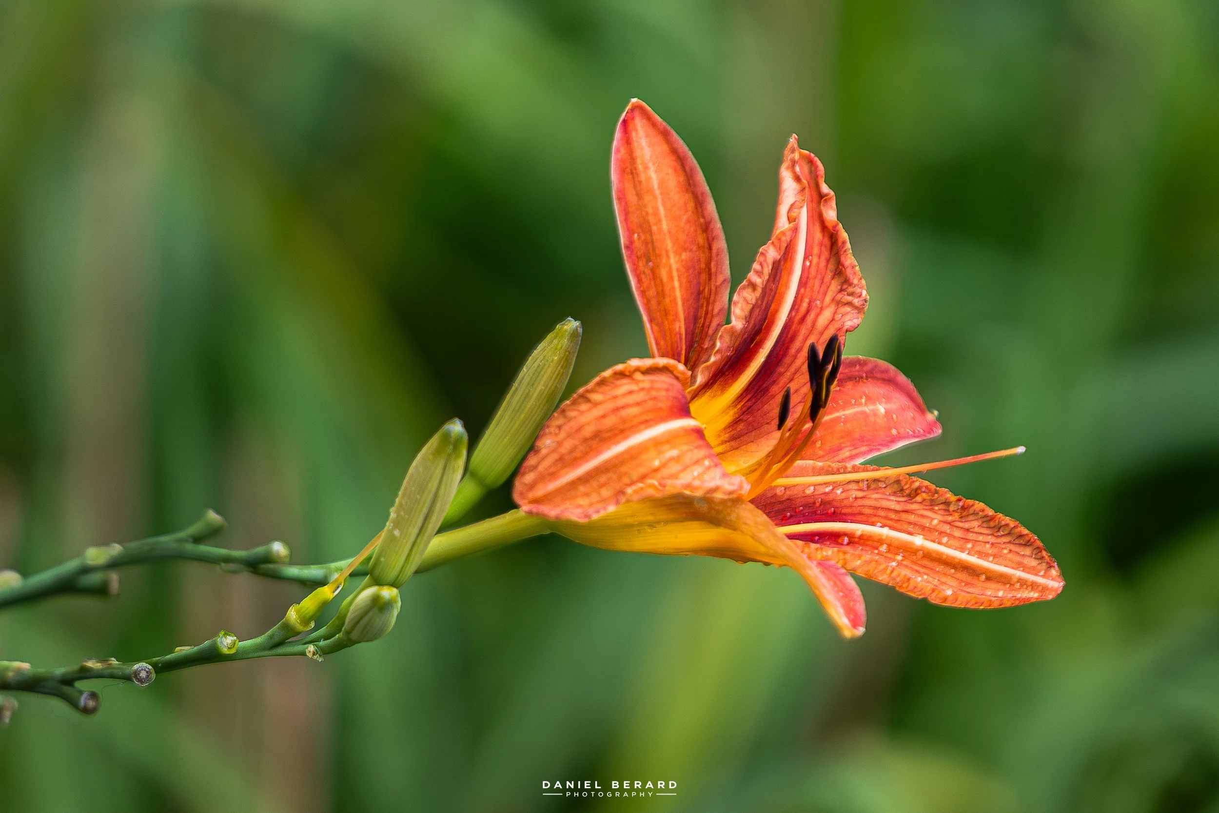 Orange Flower-1077.jpeg
