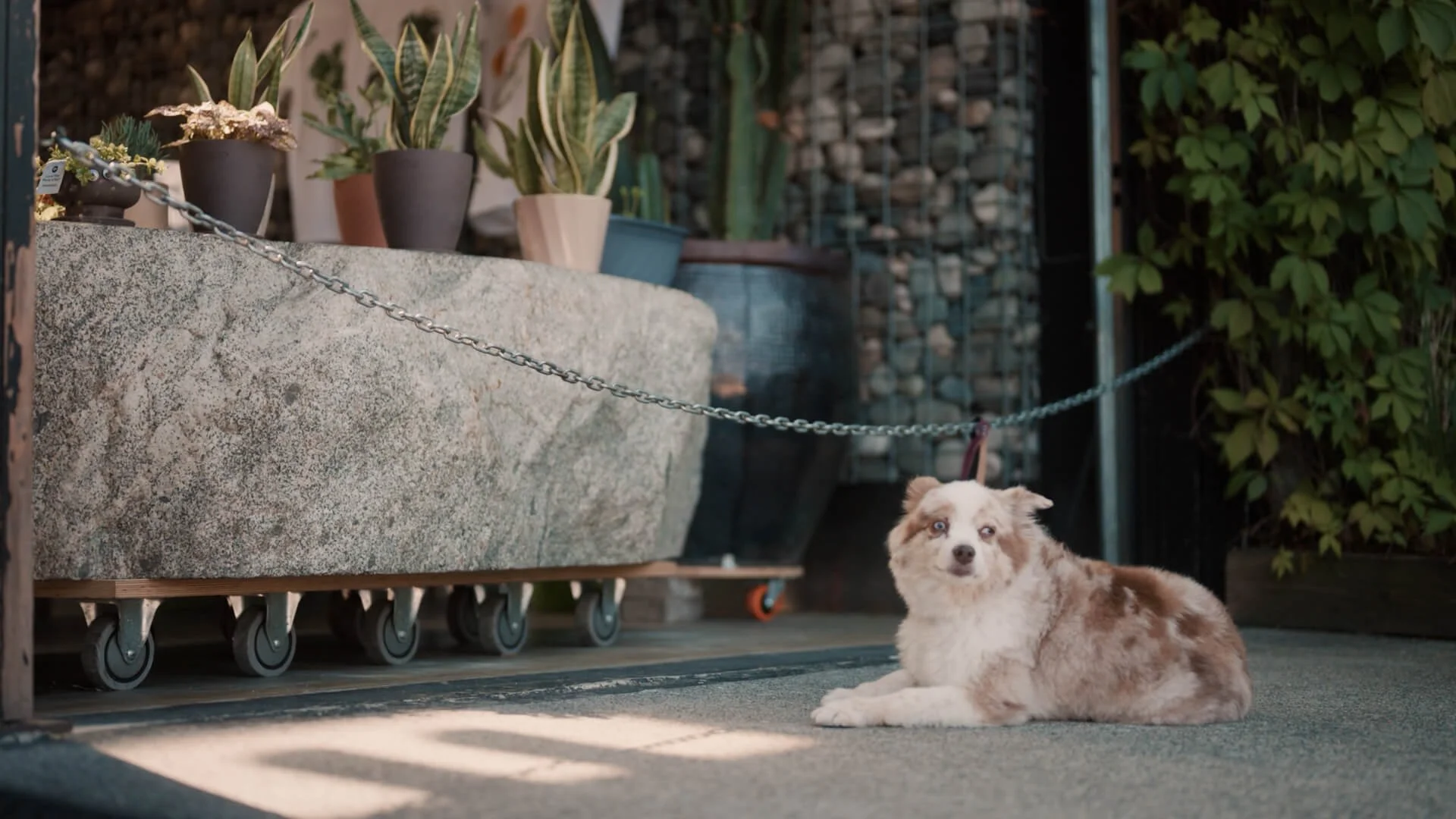 A brown and white Australian Shepherd lying on the ground beneath a row of potted plants on a stone ledge, with a background of brick wall and green foliage.