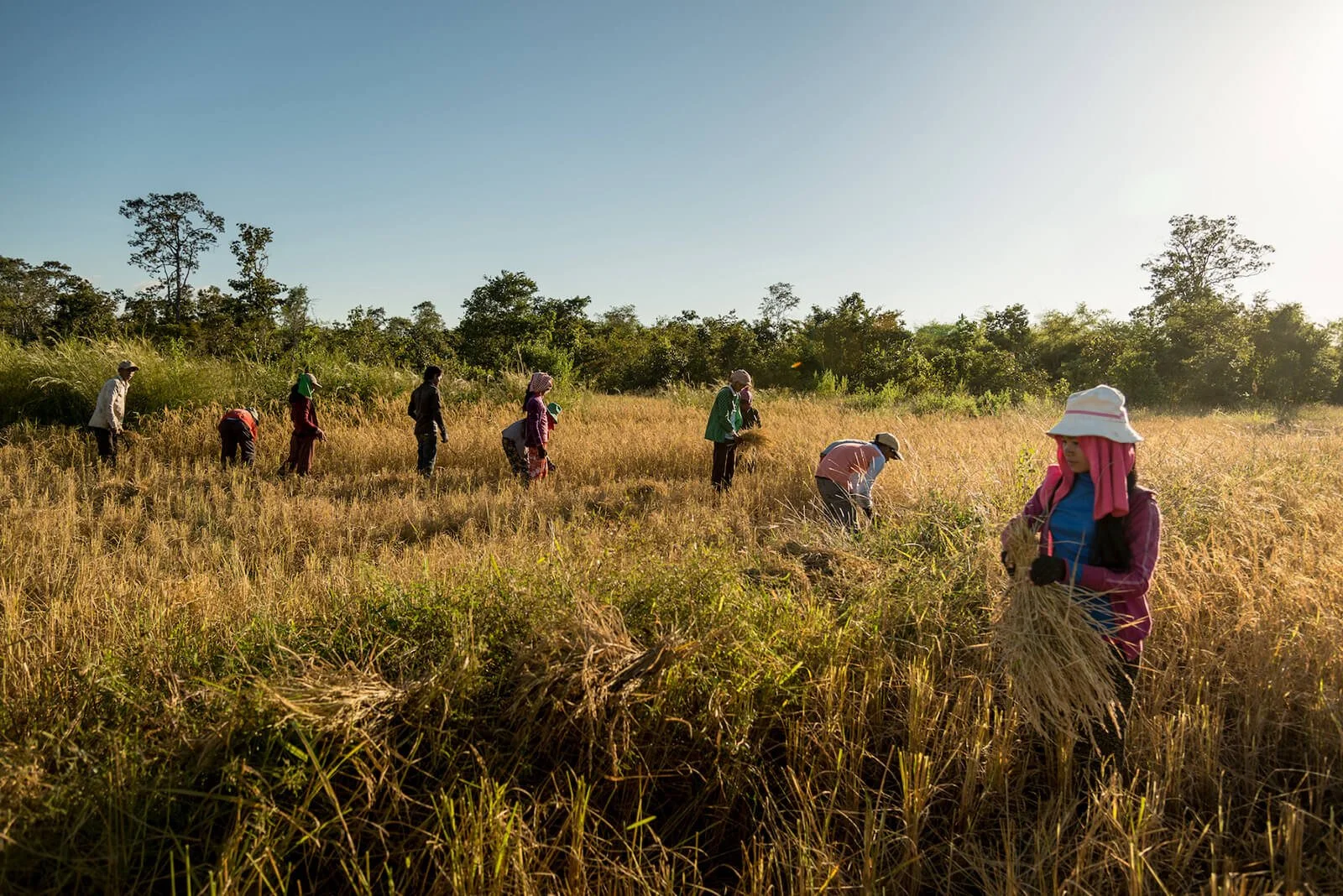People working in a rice field, harvesting rice during sunset with trees in the background.
