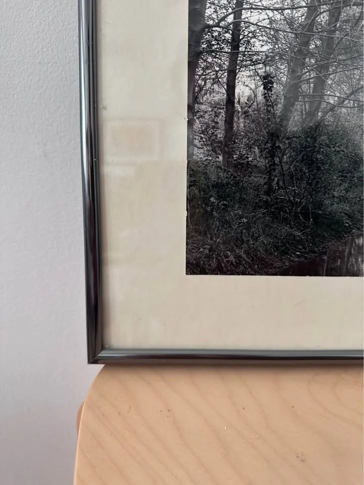 forest 5.jpg