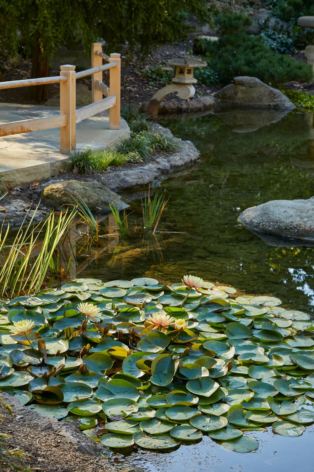 Arcadia-Lotusland-CP_5916v2.jpg