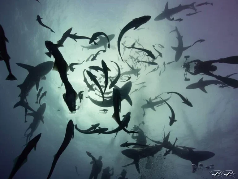 Underwater view of numerous sharks swimming, viewed from below with light from the surface illuminating their silhouettes.