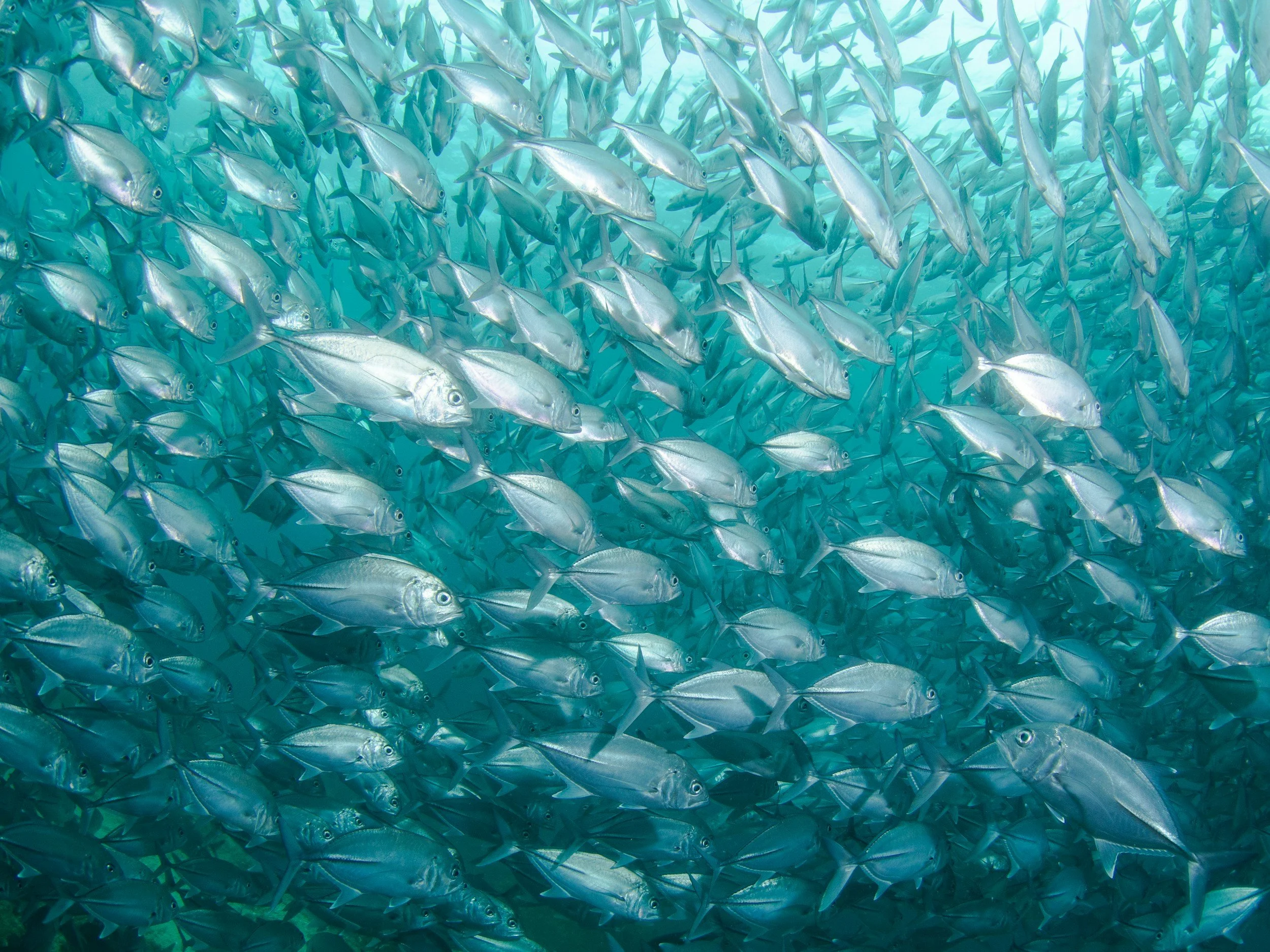 A large school of silver fish swimming underwater in the ocean.