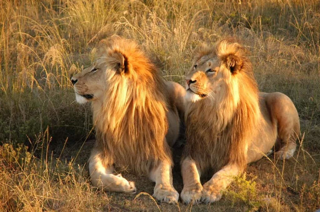 Two lions resting on the grass in the wild during sunset.