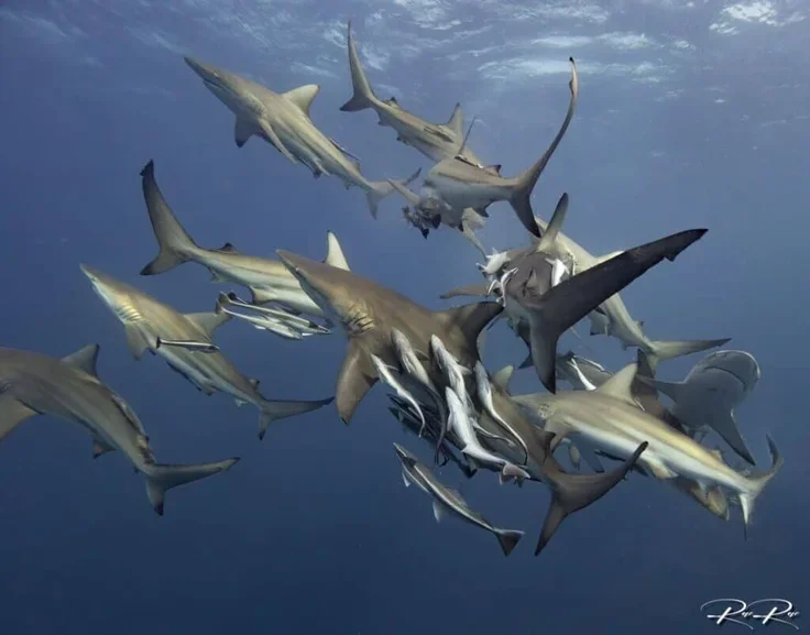 A school of sharks swimming underwater.