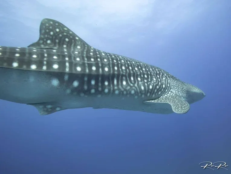 A whale shark swimming underwater with a blue background.