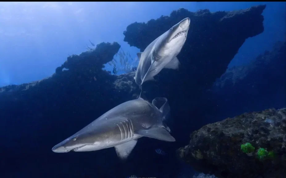 Two sharks swimming underwater near rocks and coral.