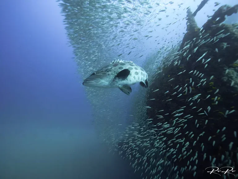 A leopard sea fish swimming amidst a school of small fish underwater near a rock formation.
