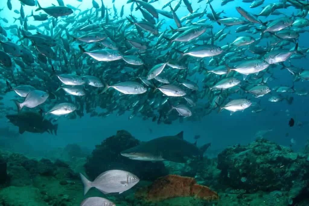 Underwater scene with a large school of silver fish swimming above a rocky ocean floor.