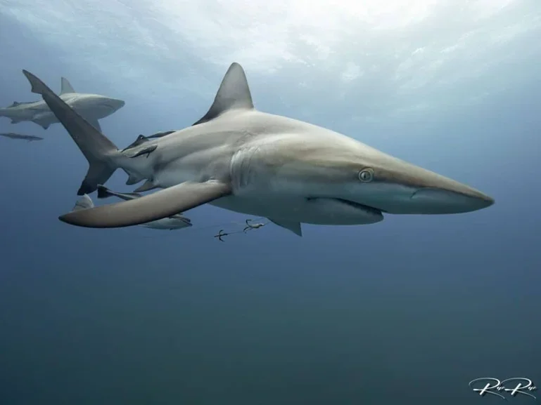 A whitetip reef shark swimming in the ocean with other sharks and fish in the background.